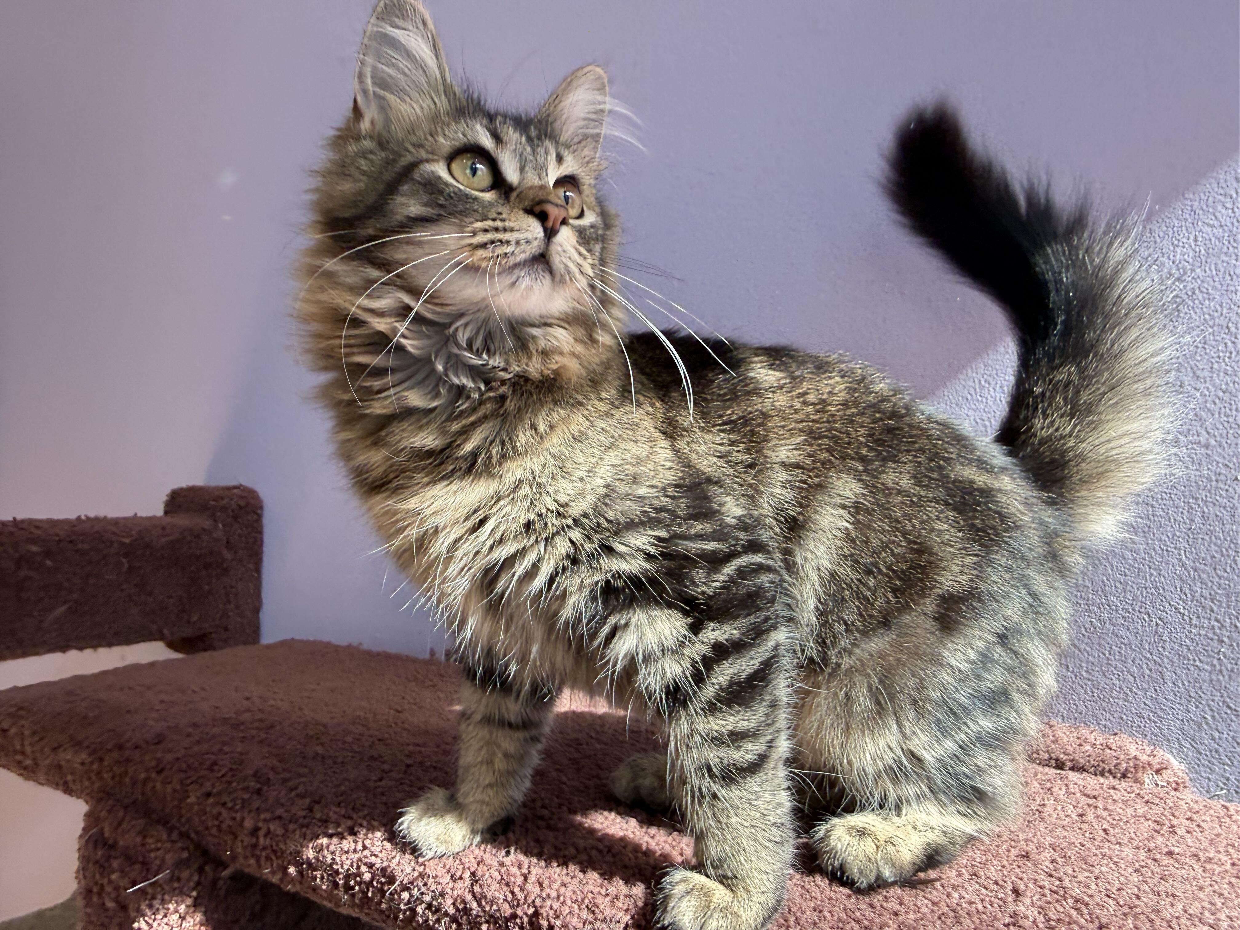 Angelica (cat cafe), Adoptable, Kitten Female Domestic Long Hair.