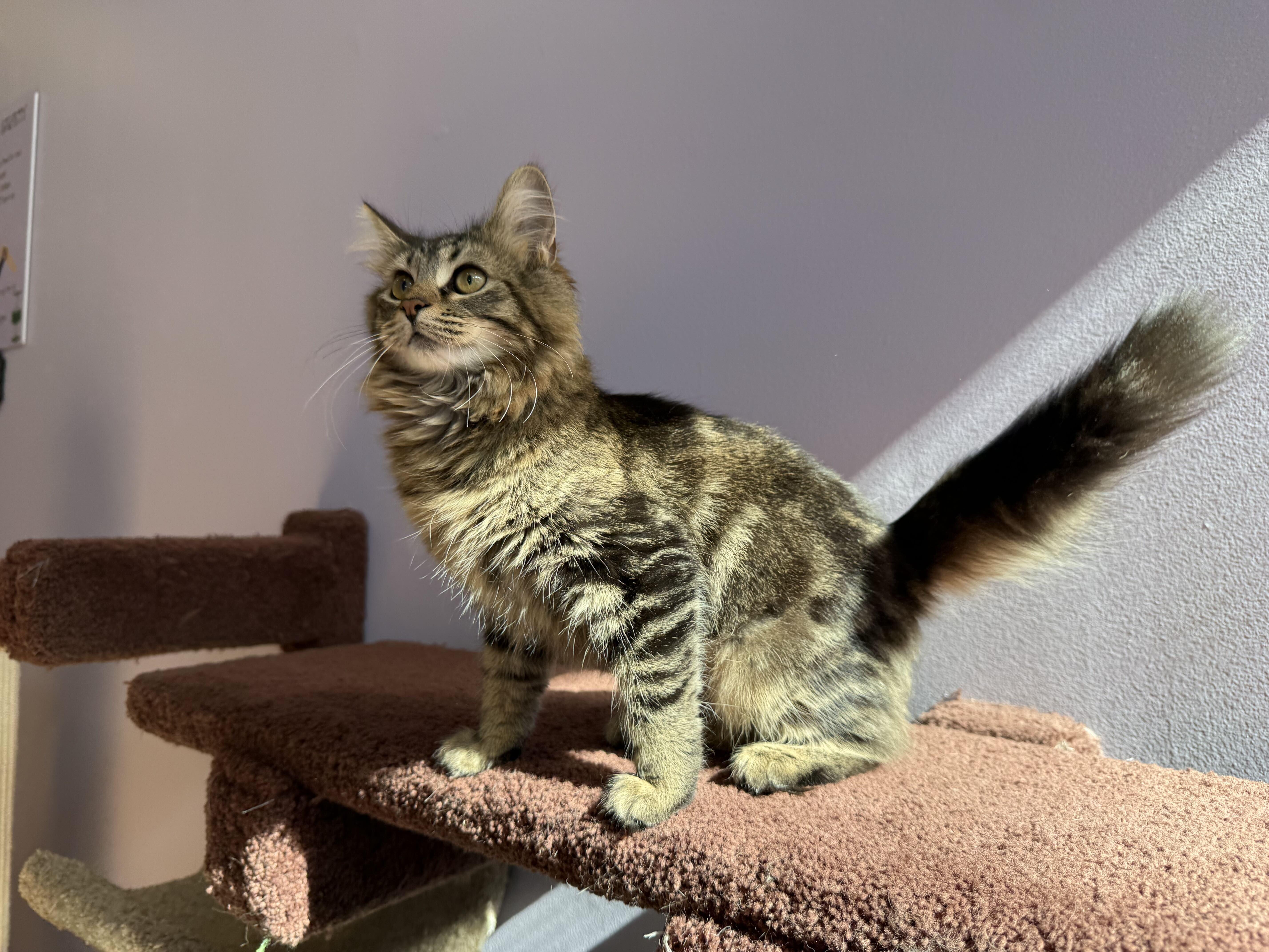 Enlarge Angelica (cat cafe), a Adoptable Domestic Long Hair in West Lafayette, IN image 5/5
