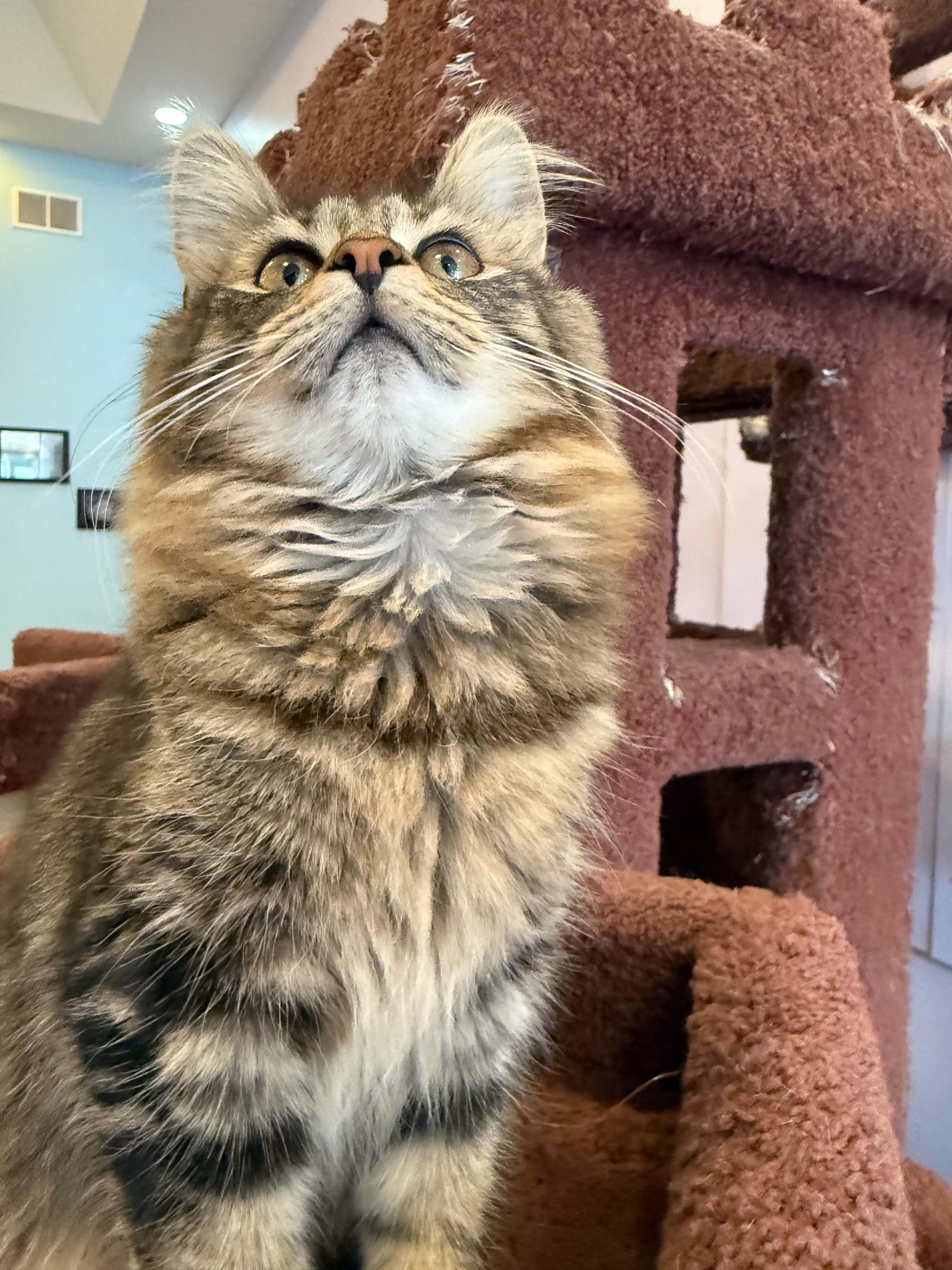 Enlarge Angelica (cat cafe), a Adoptable Domestic Long Hair in West Lafayette, IN image 3/5