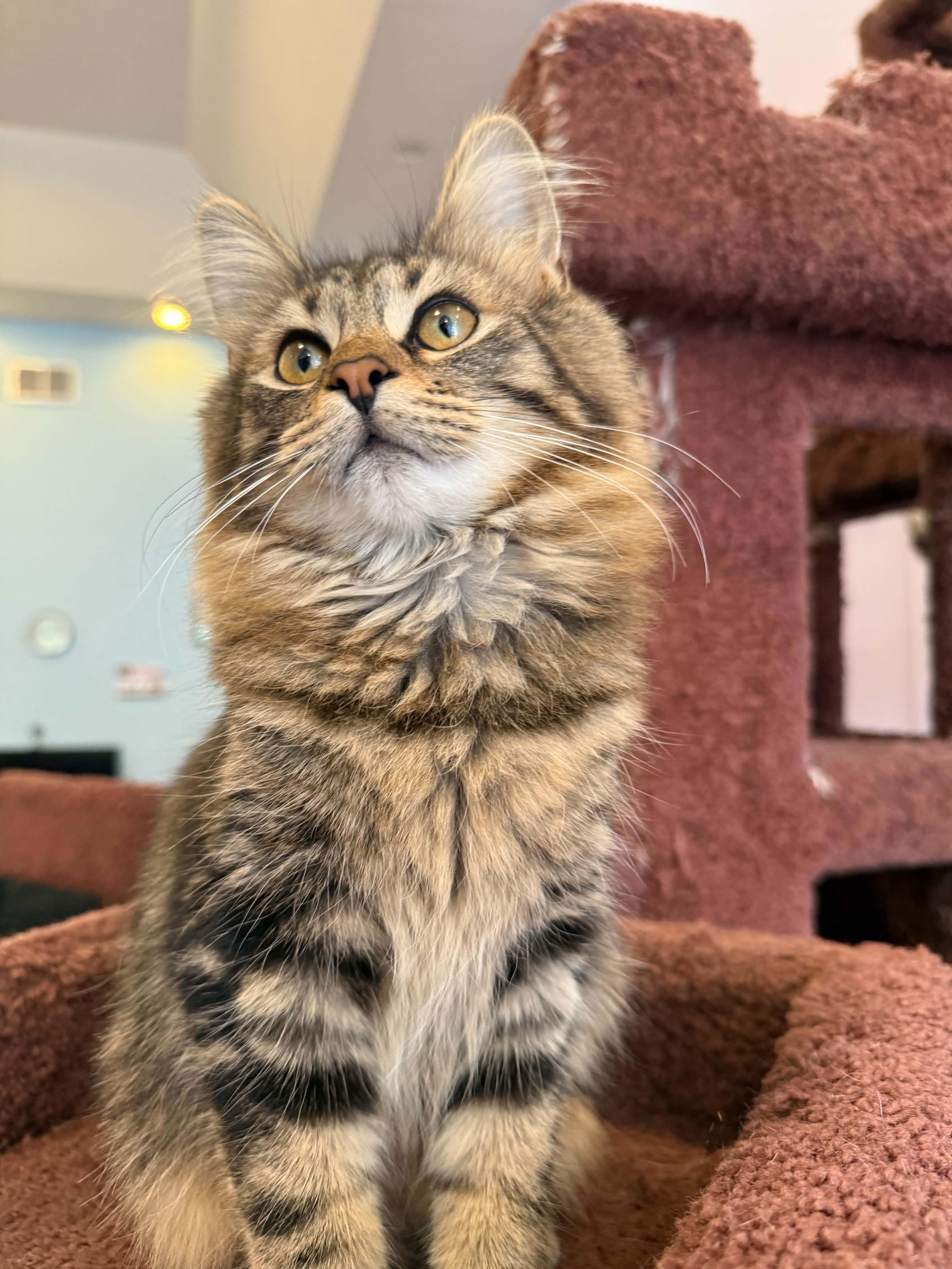 Enlarge Angelica (cat cafe), a Adoptable Domestic Long Hair in West Lafayette, IN image 2/5