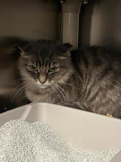 Mila, Adoptable, Adult Female Domestic Short Hair & Domestic Short Hair.
