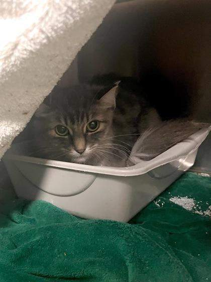 Mila, Adoptable, Adult Female Domestic Short Hair & Domestic Short Hair.