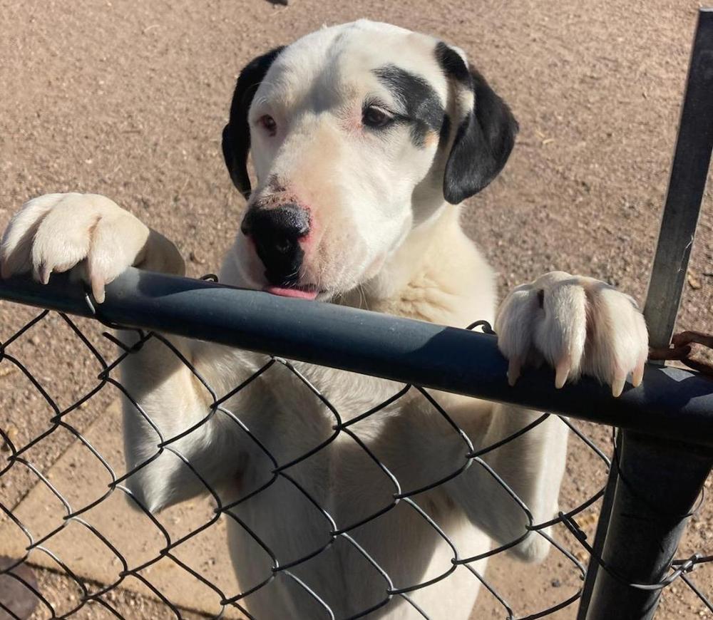 Maddy's Nero, a Adoptable mixed breed in Los Lunas, NM image 1/2
