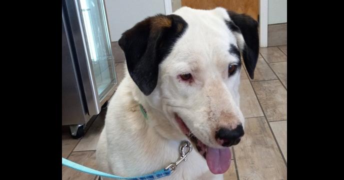 Enlarge Maddy's Nero, a Adoptable mixed breed in Los Lunas, NM image 2/3