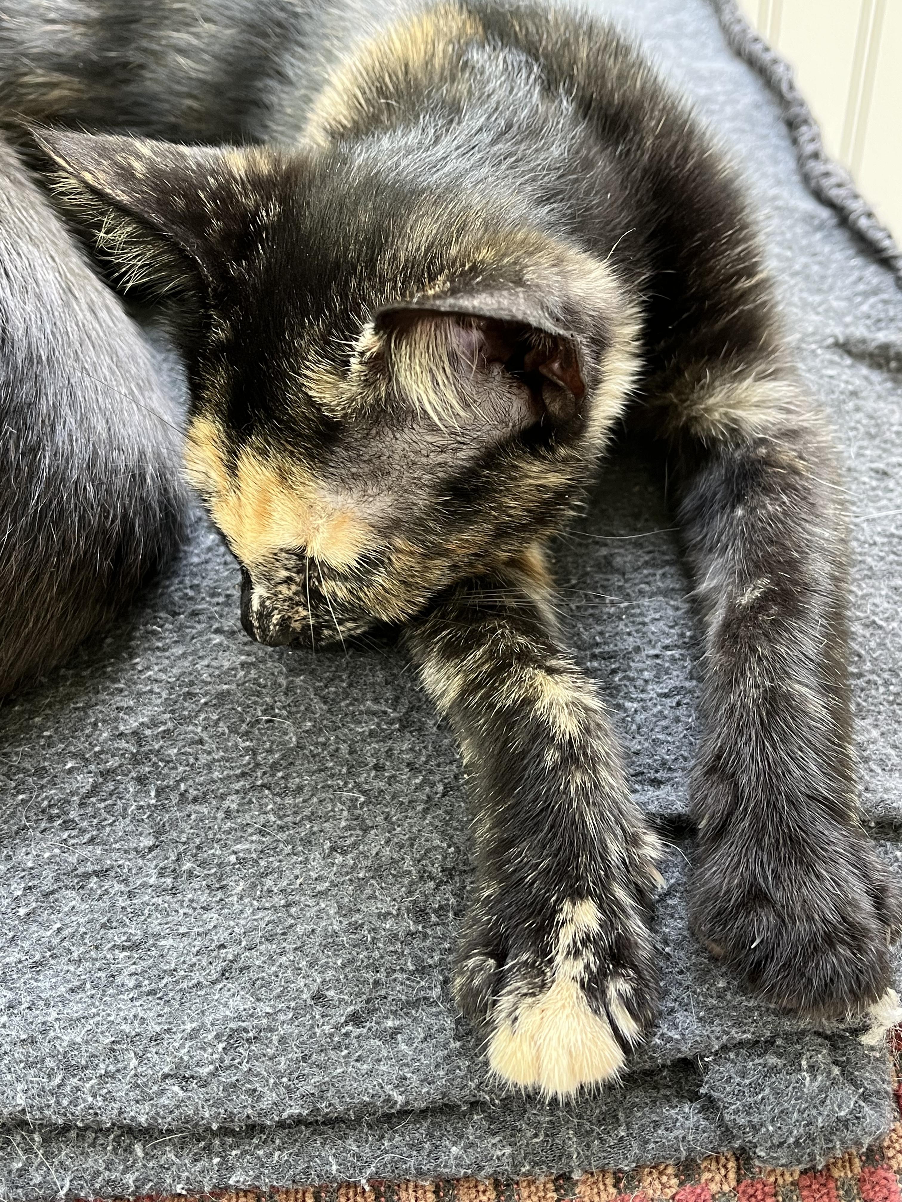 Taffi, an adopted mixed breed in East Amherst, NY image 4/6