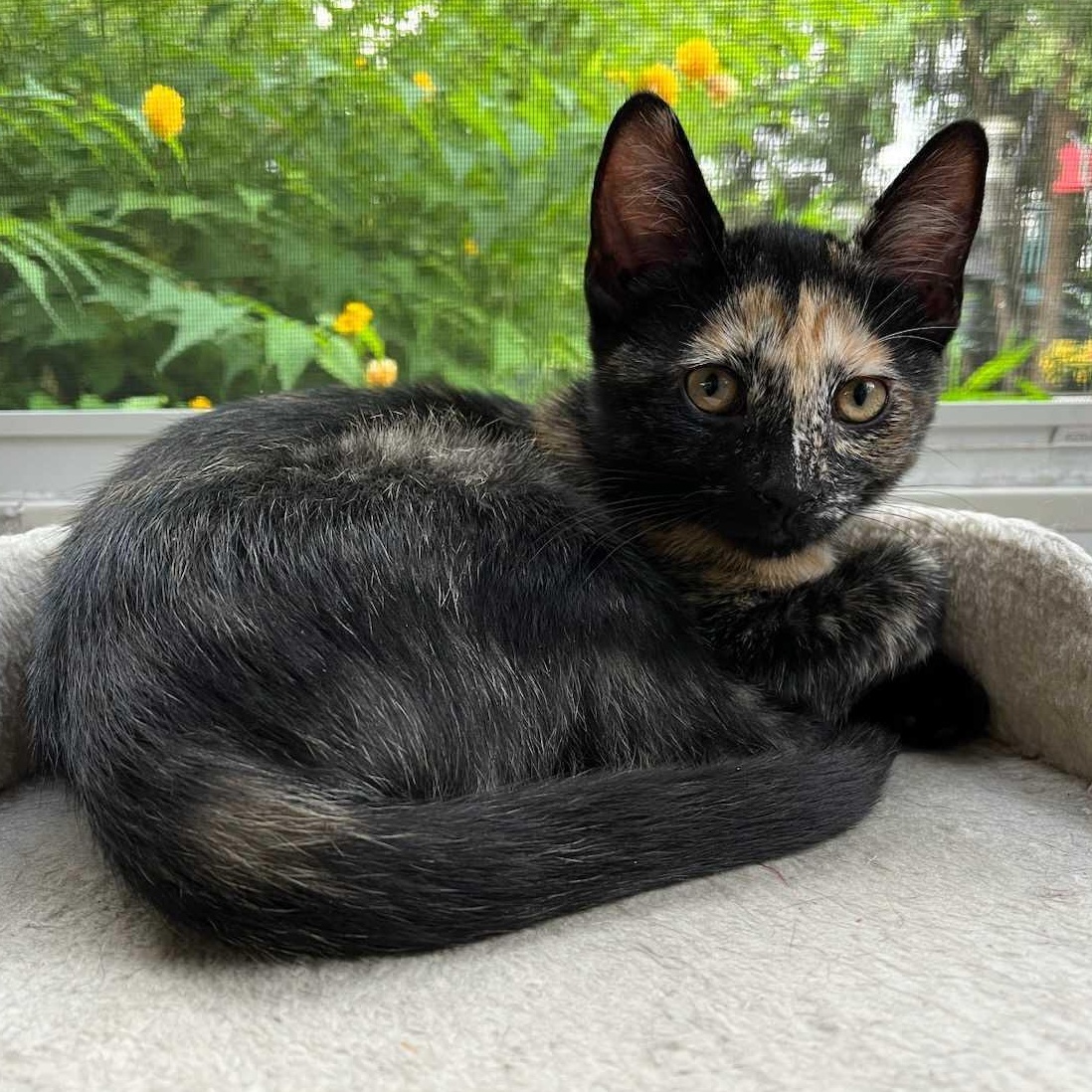 Taffi, adopted, Kitten Female Tortoiseshell & Domestic Short Hair.