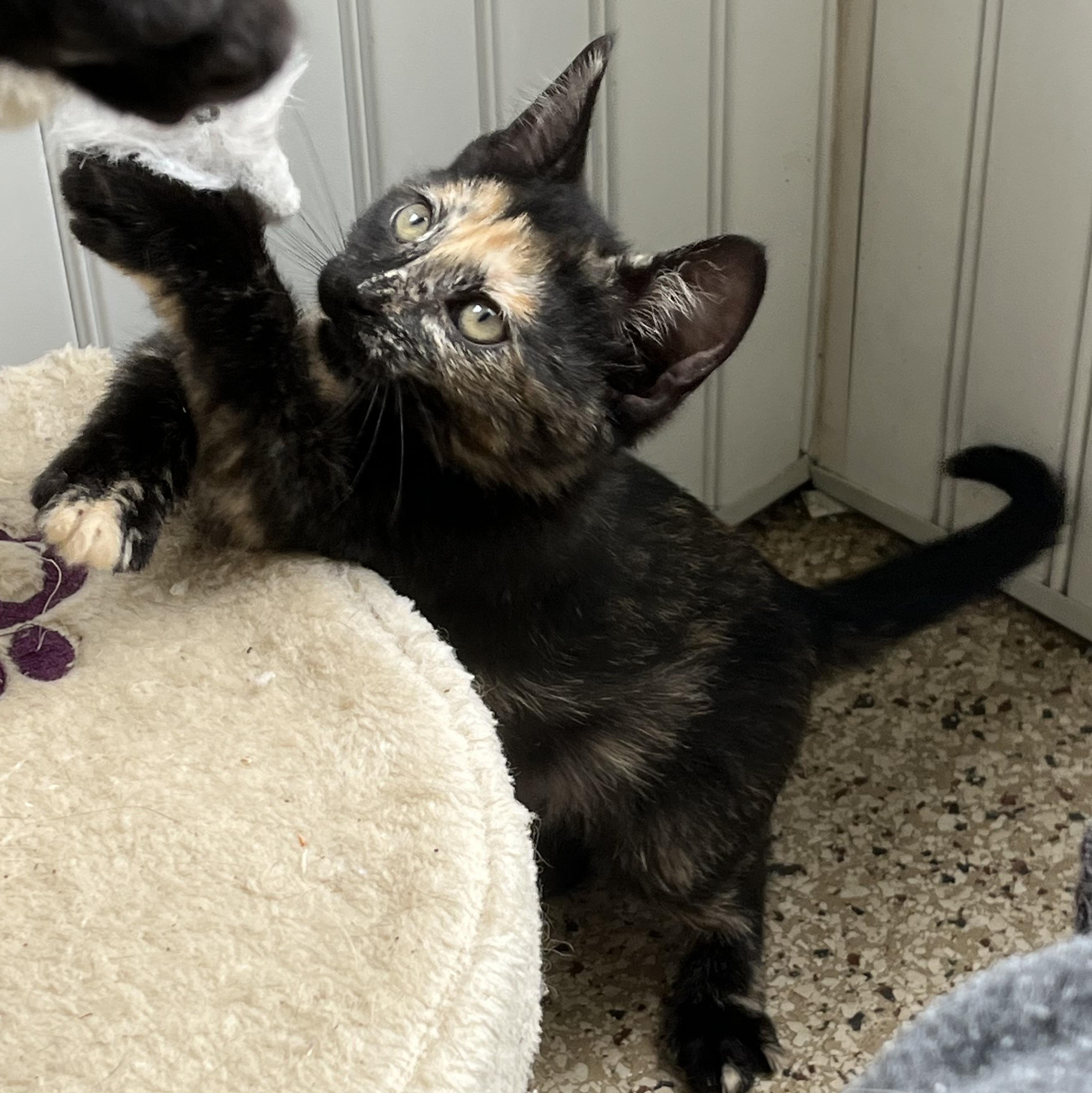 Taffi, an adopted mixed breed in East Amherst, NY image 3/6