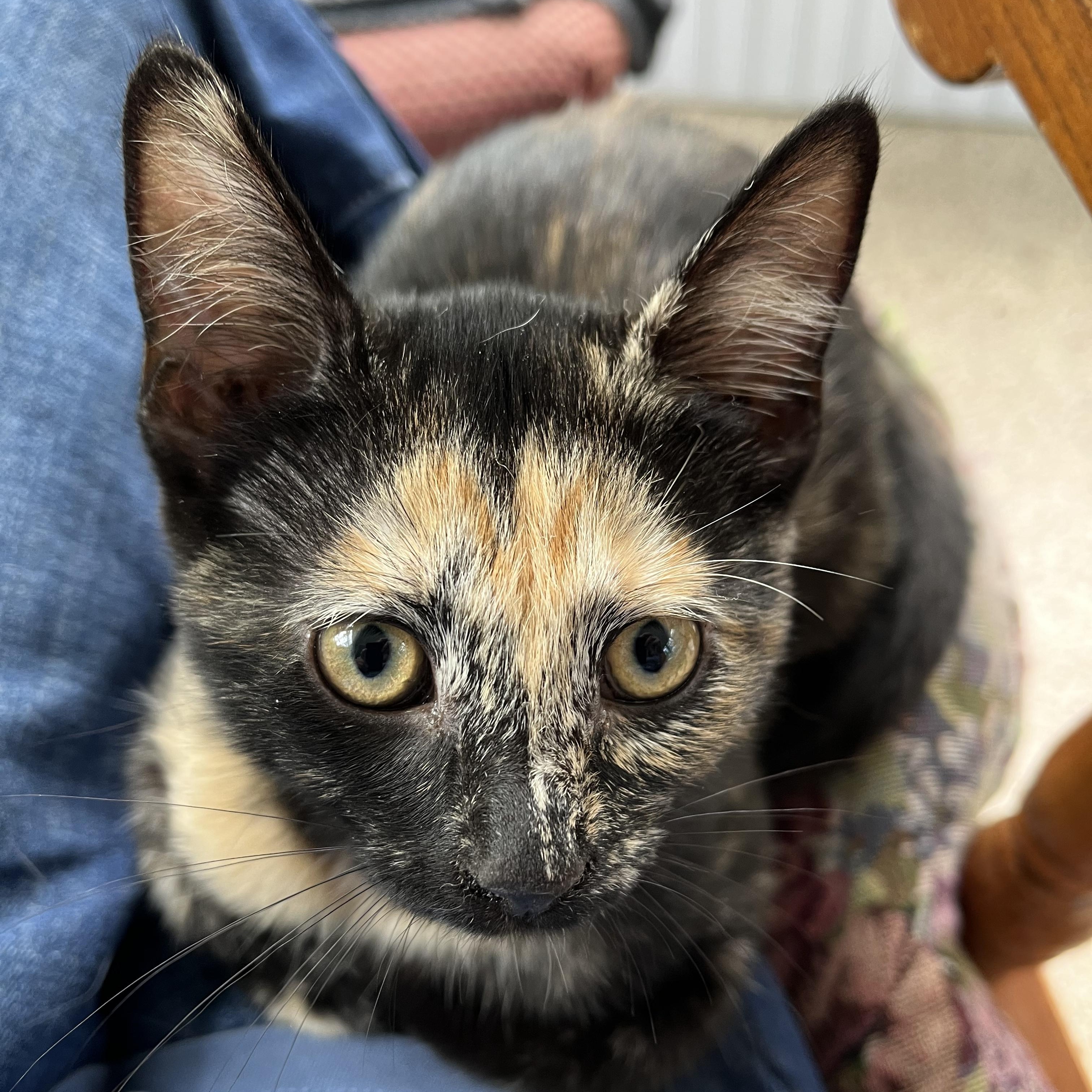 Taffi, an adopted mixed breed in East Amherst, NY image 2/6
