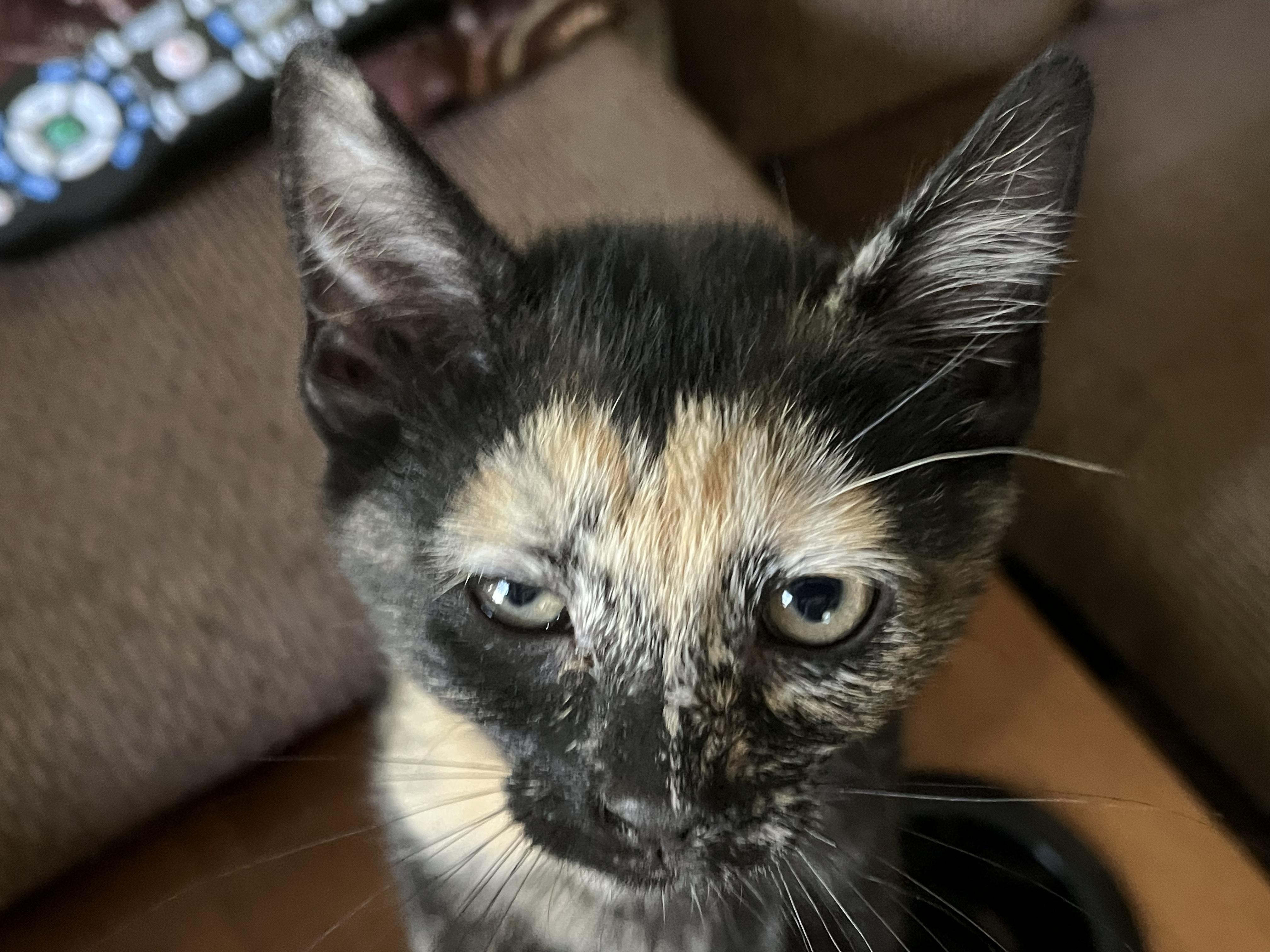 Taffi, an adopted mixed breed in East Amherst, NY image 6/6
