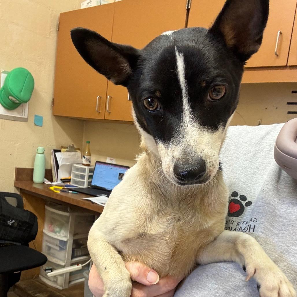 Enlarge Trafford, a Adoptable Chihuahua in Birmingham, AL image 2/6