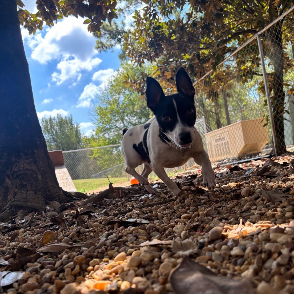 Enlarge Trafford, a Adoptable Chihuahua in Birmingham, AL image 3/6