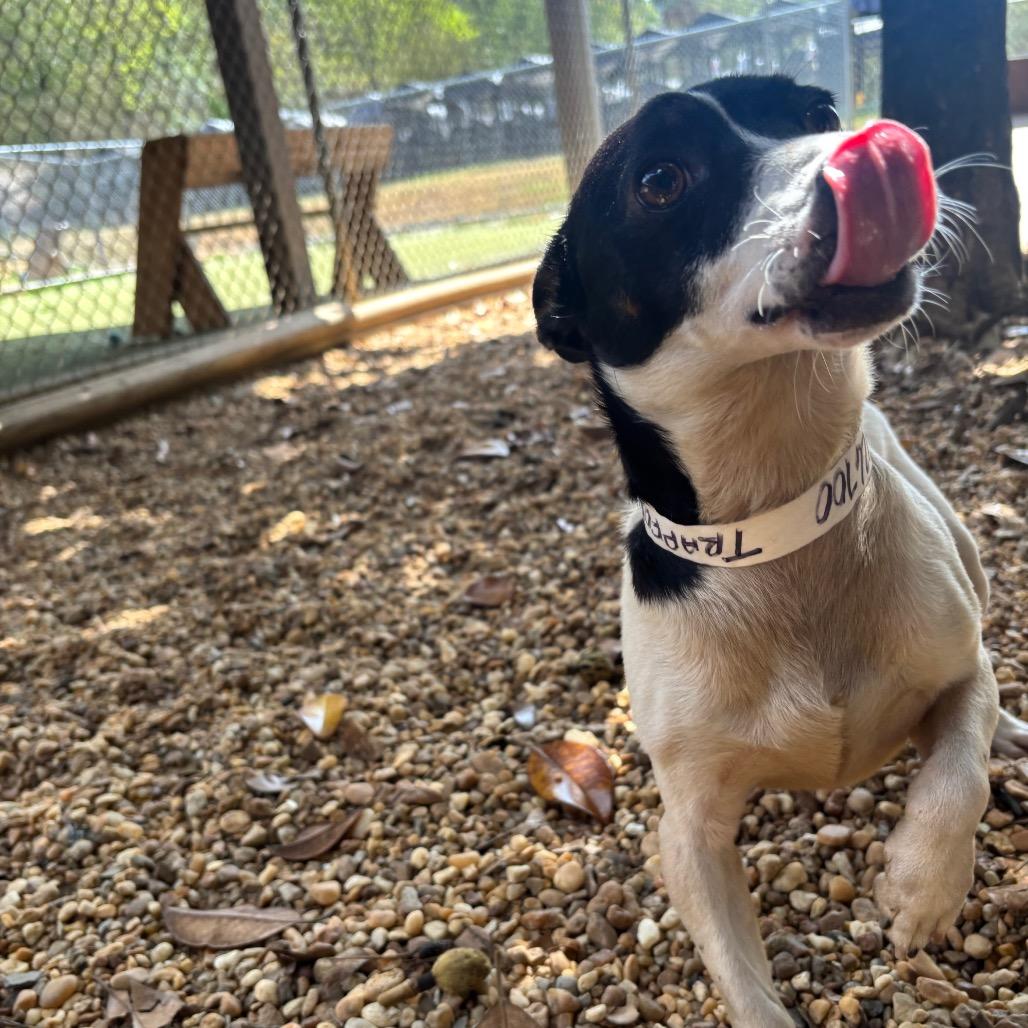 Enlarge Trafford, a Adoptable Chihuahua in Birmingham, AL image 4/6