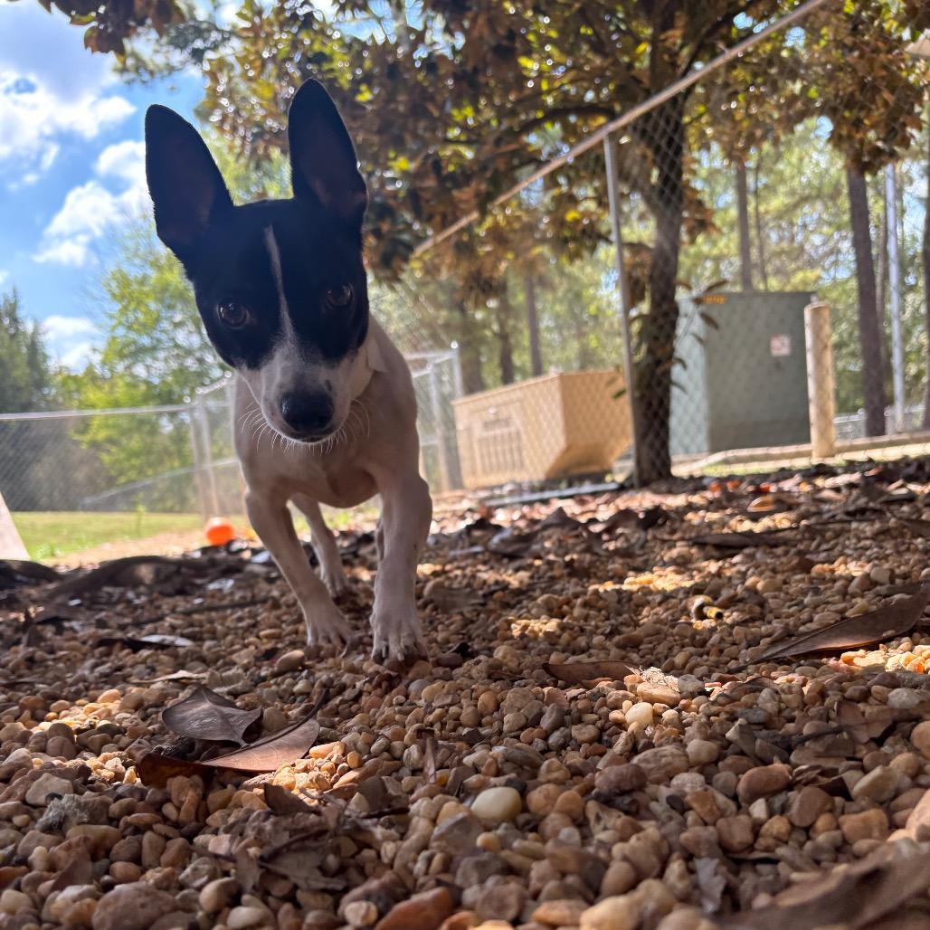 Enlarge Trafford, a Adoptable Chihuahua in Birmingham, AL image 5/6