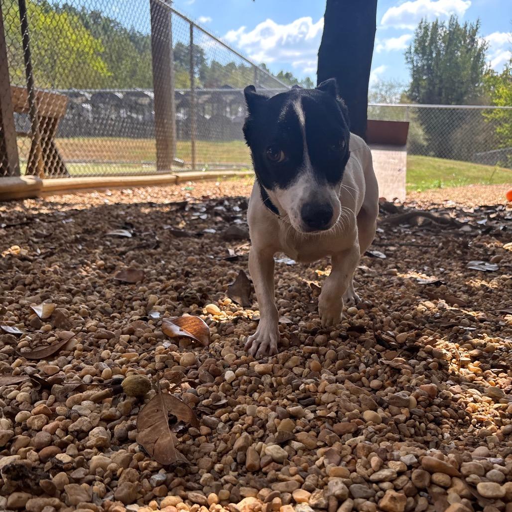 Enlarge Trafford, a Adoptable Chihuahua in Birmingham, AL image 6/6