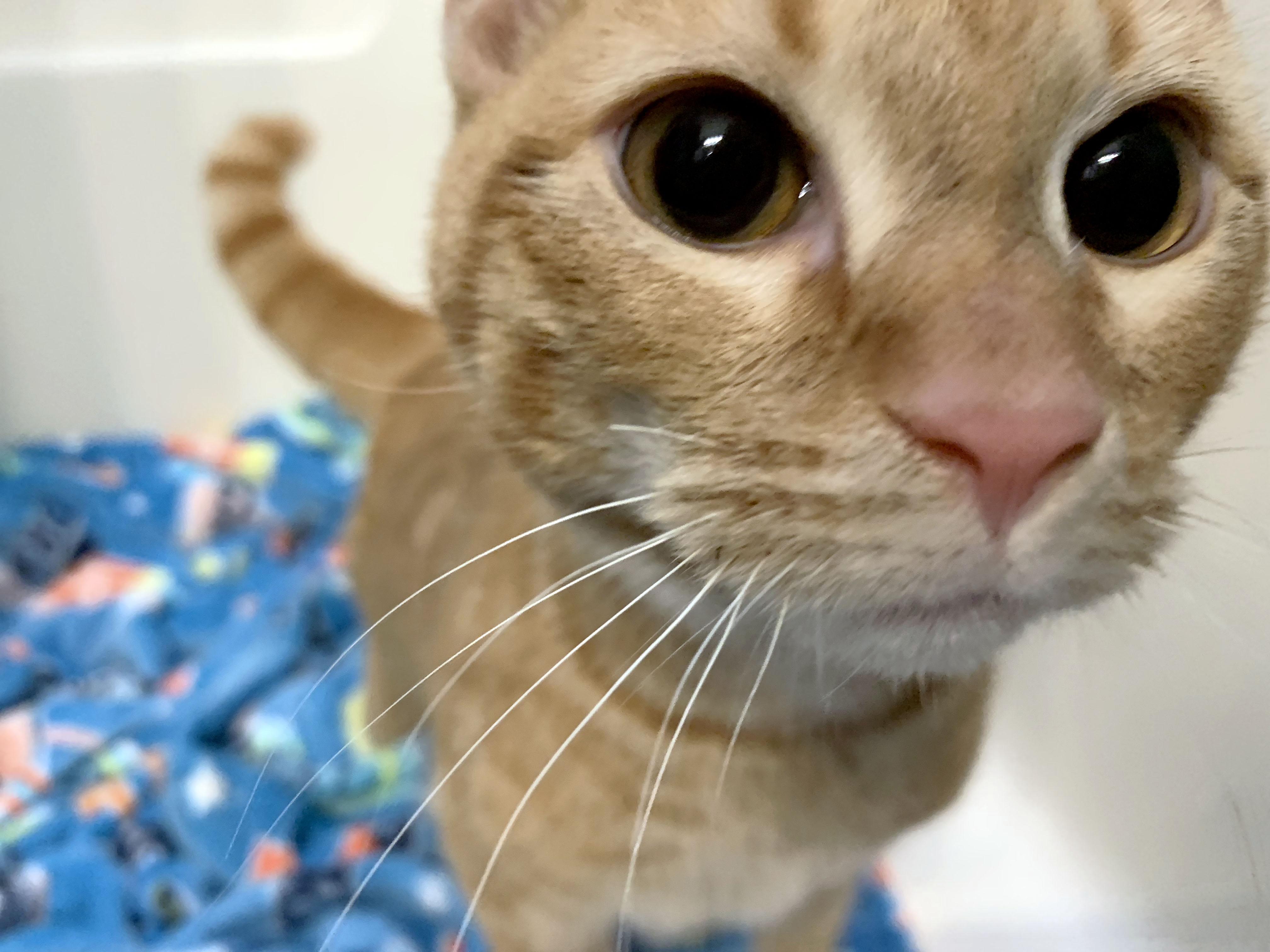 Pumpkin, a Adoptable Tabby in Mauldin, SC image 4/5