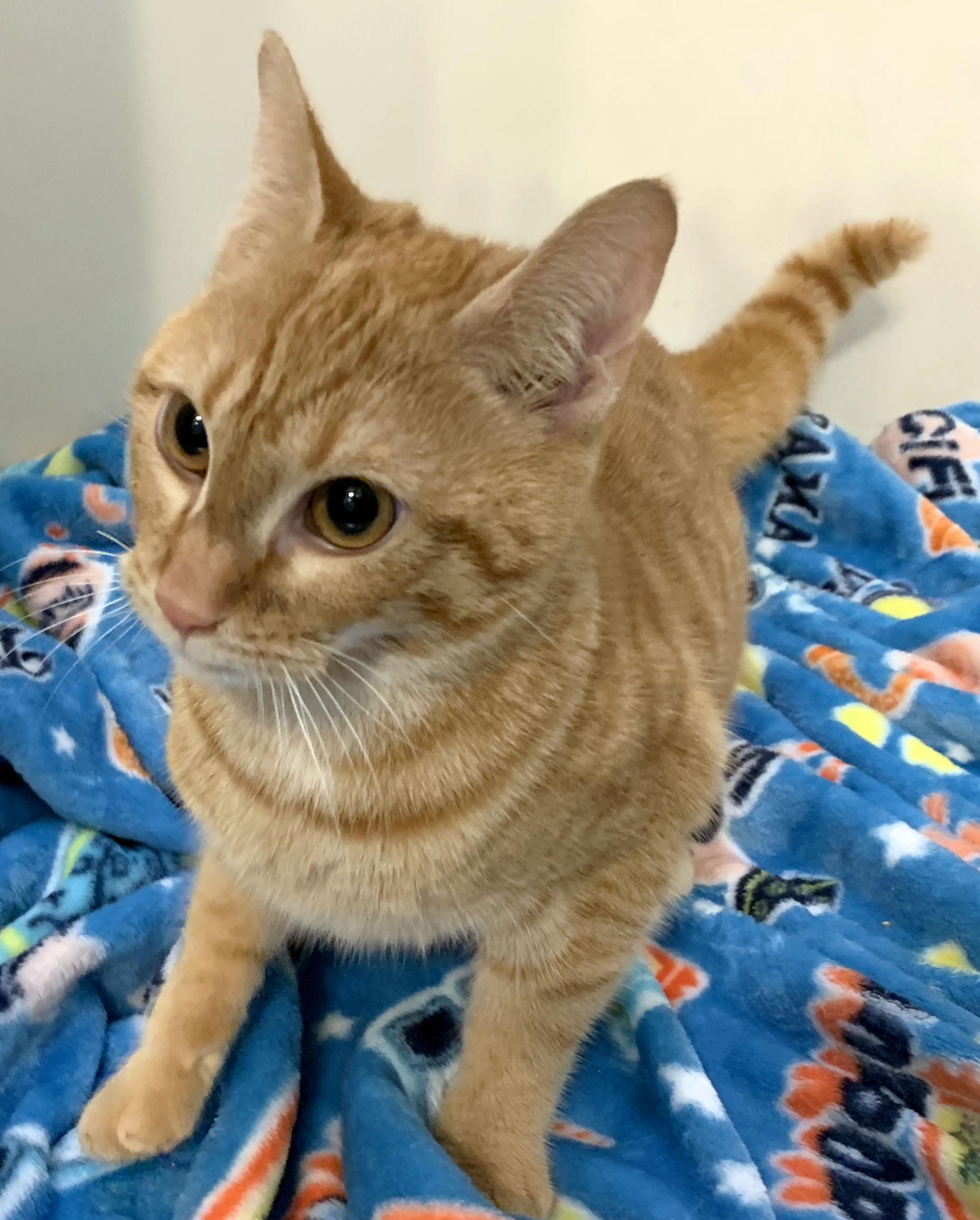 Pumpkin, a Adoptable Tabby in Mauldin, SC image 5/5