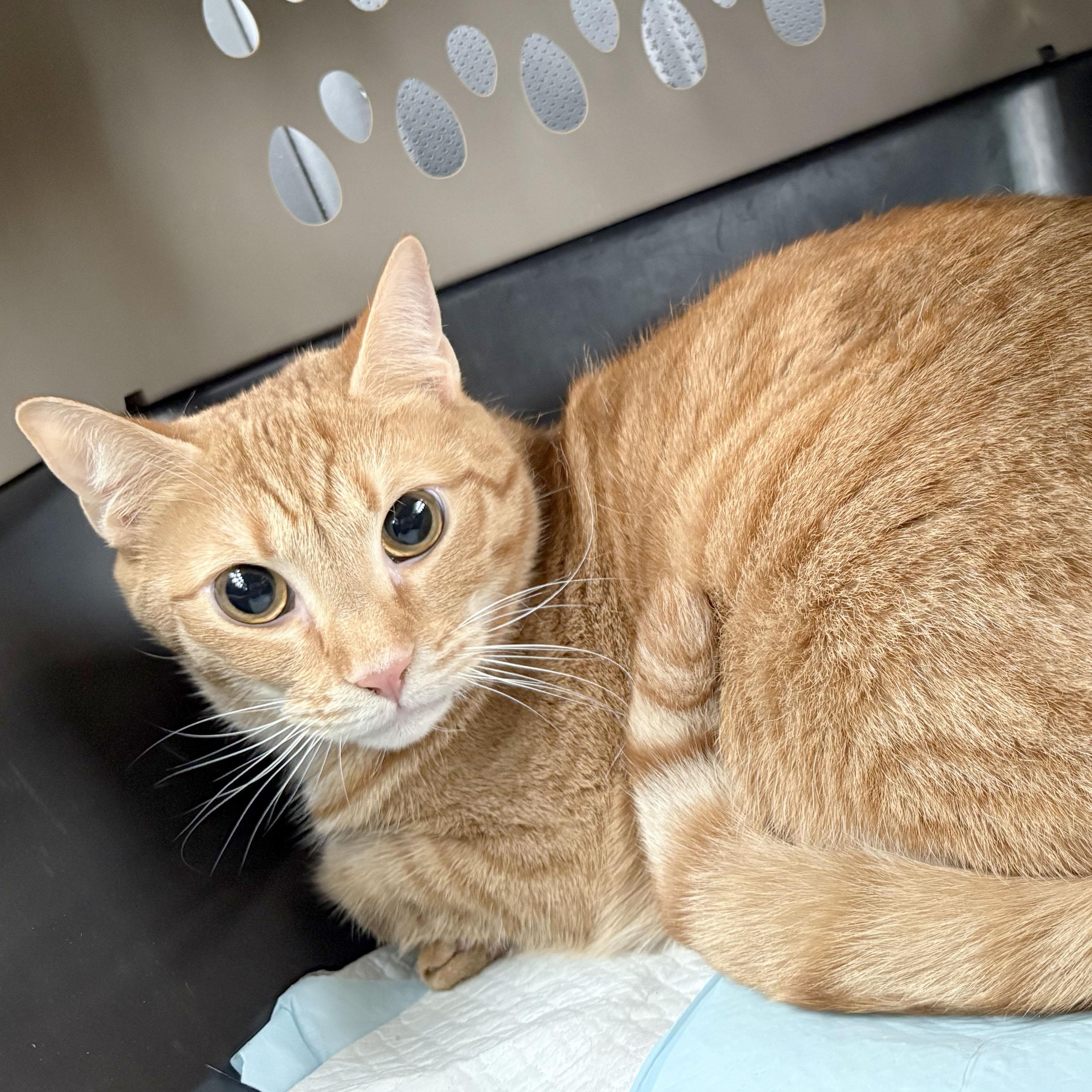 Pumpkin, a Adoptable Tabby in Mauldin, SC image 1/5