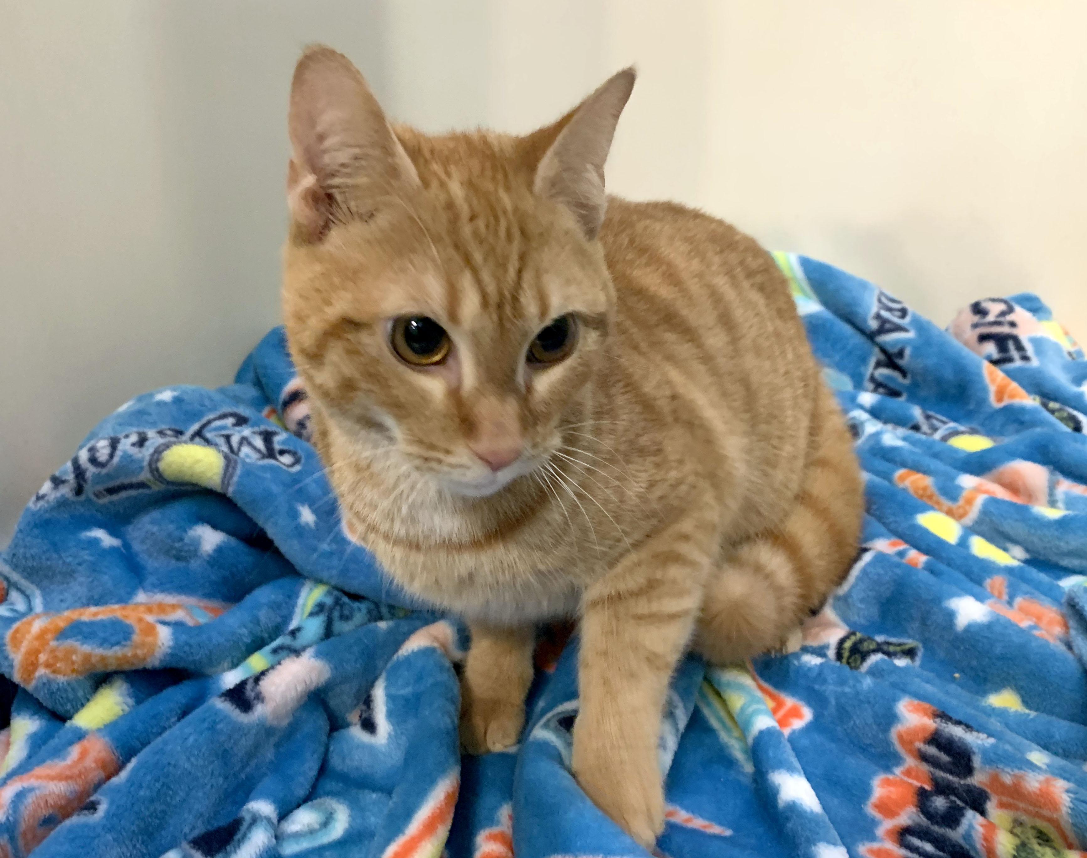 Pumpkin, Baby Male Tabby