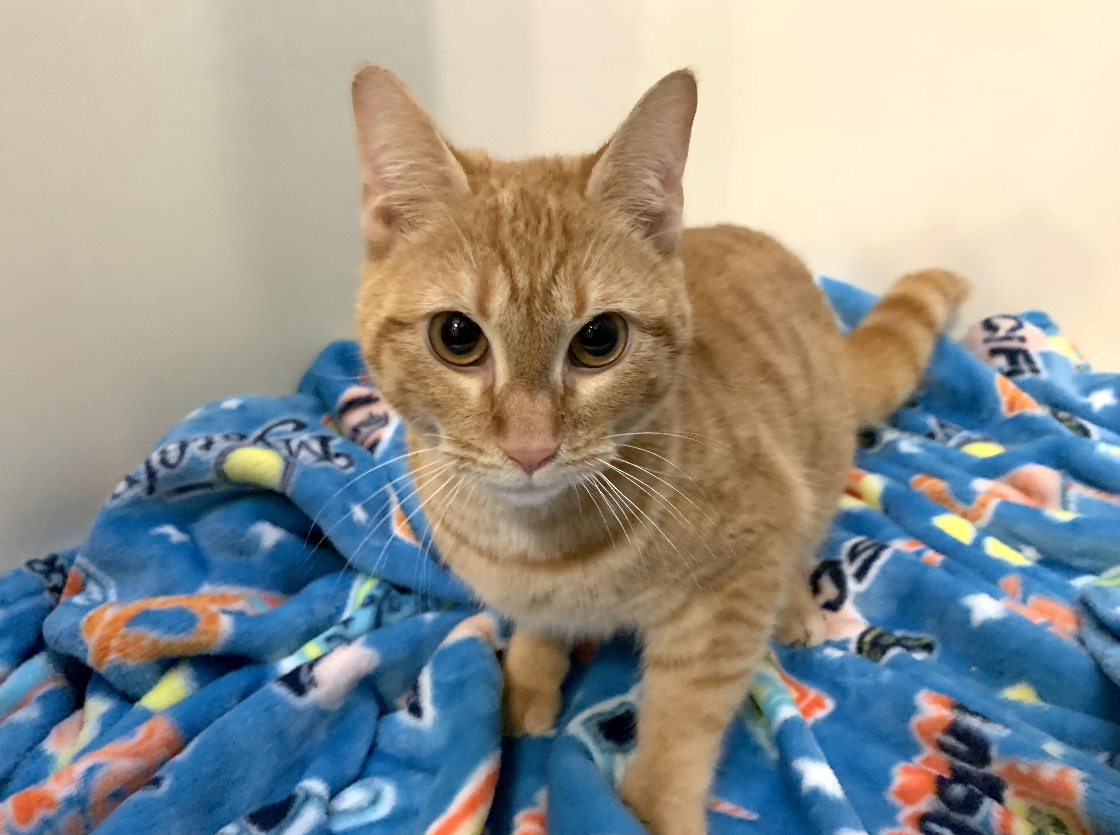 Pumpkin, a Adoptable Tabby in Mauldin, SC image 3/5