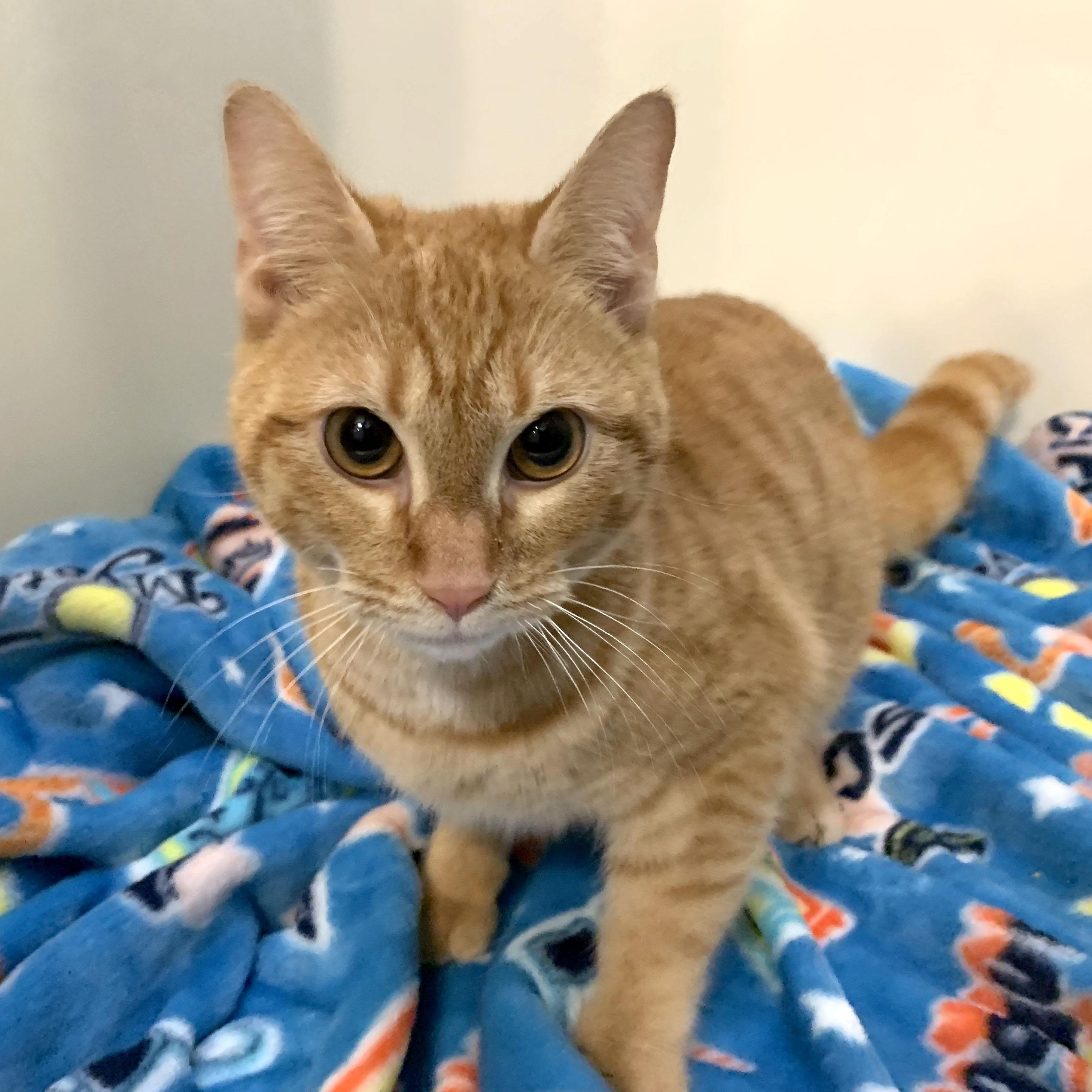 Enlarge Pumpkin, a Adoptable Tabby in Mauldin, SC image 1/5