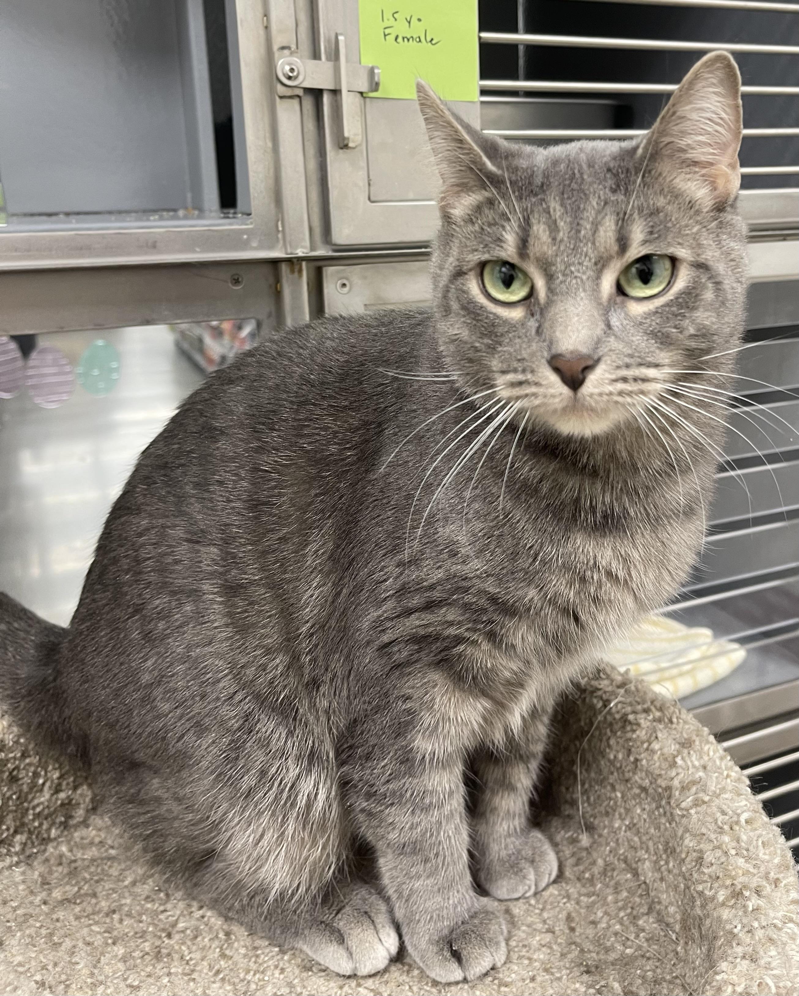 Enlarge Miso, a ADOPTABLE Domestic Short Hair in Highland, IN image 3/3