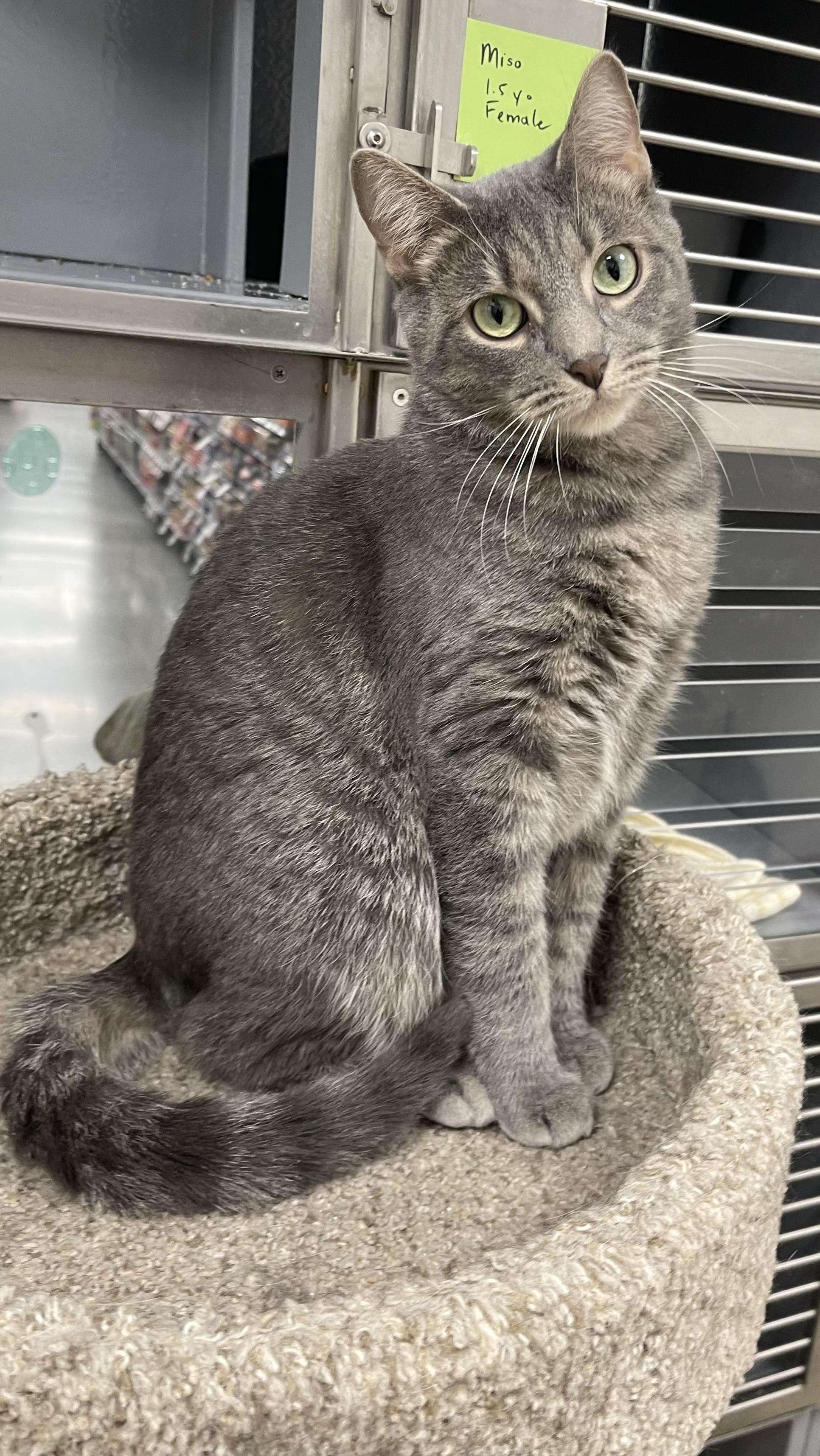 Enlarge Miso, a ADOPTABLE Domestic Short Hair in Highland, IN image 1/3