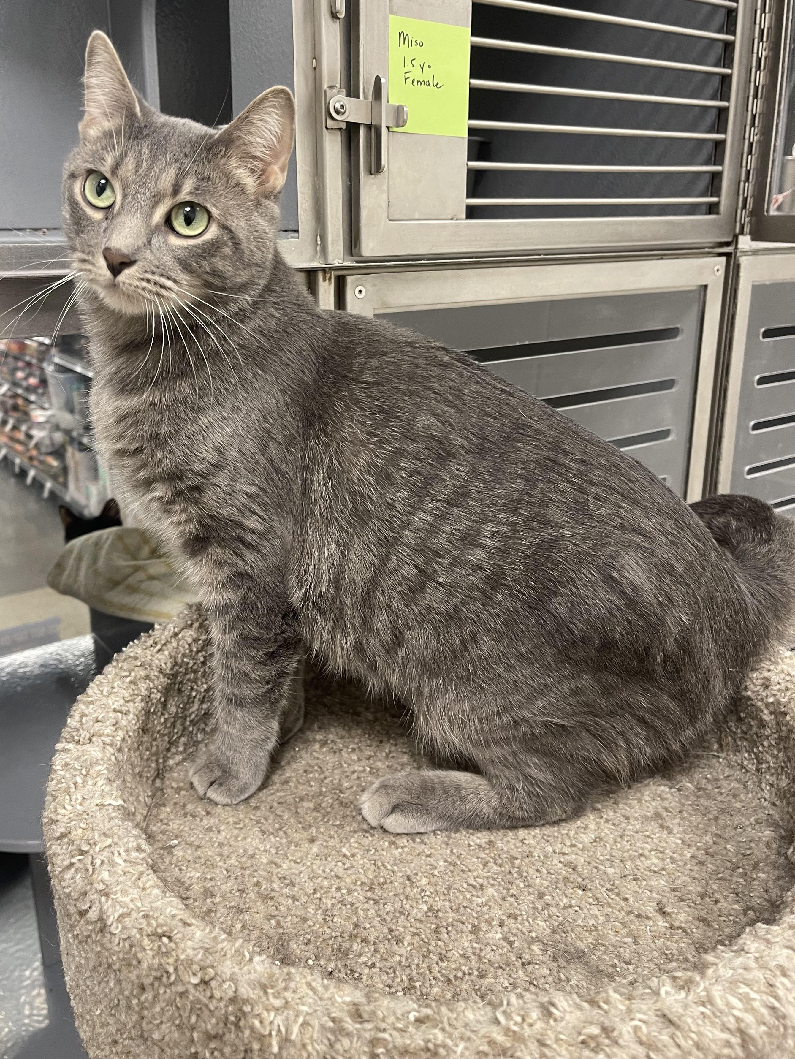 Enlarge Miso, a ADOPTABLE Domestic Short Hair in Highland, IN image 2/3