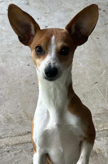 Enlarge Princess, a Adoptable mixed breed in Manchester, TN image 1/1
