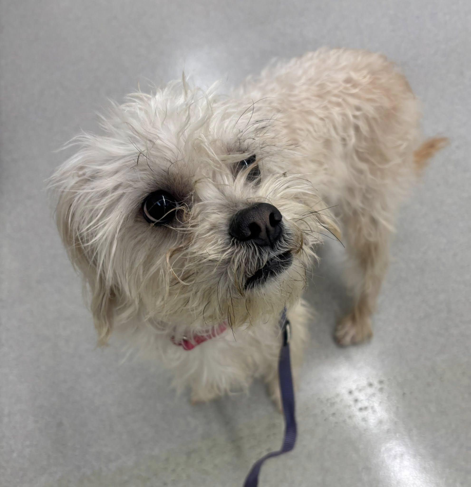Leo, a ADOPTABLE mixed breed in Minneapolis, MN image 2/3