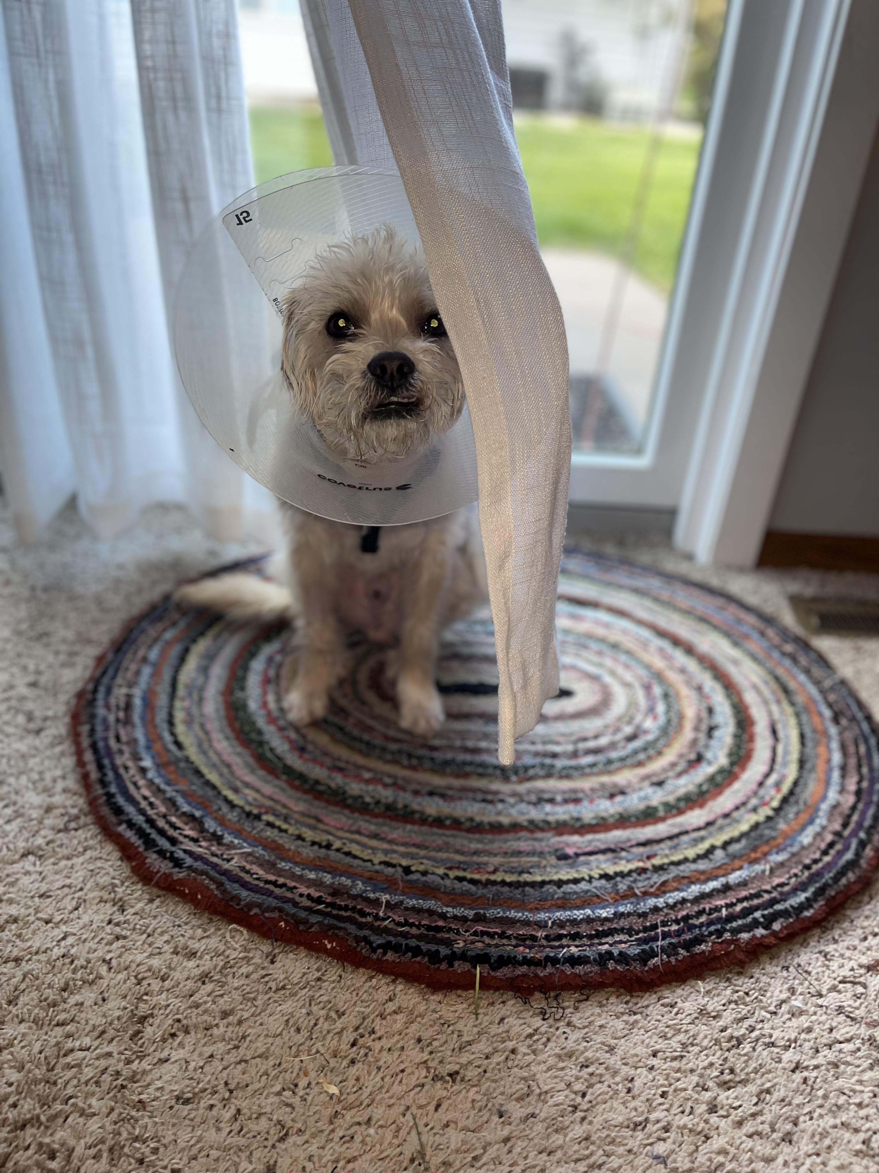 Leo, a ADOPTABLE mixed breed in Minneapolis, MN image 3/3