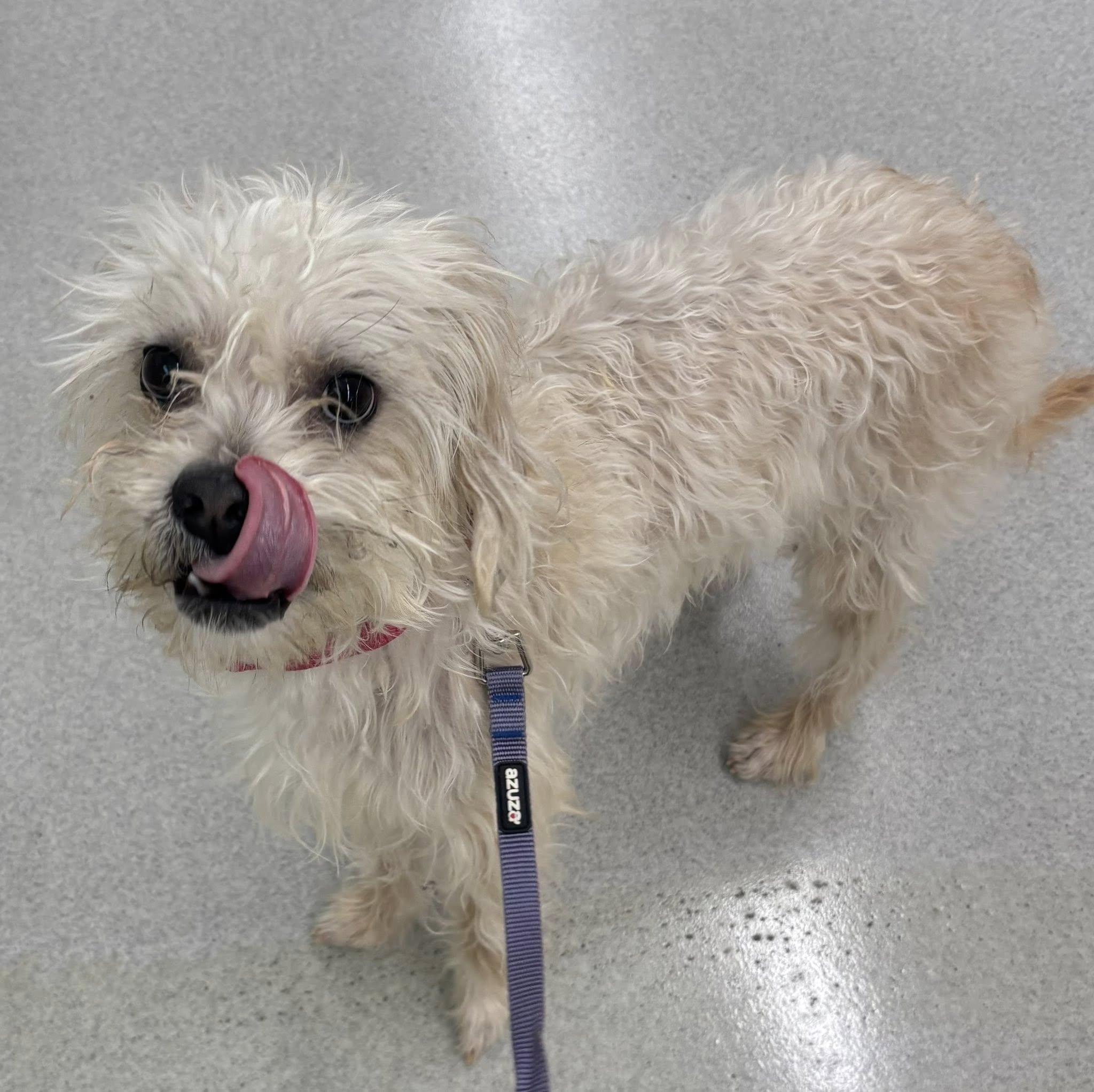 Leo, ADOPTABLE, Adult Male Terrier.