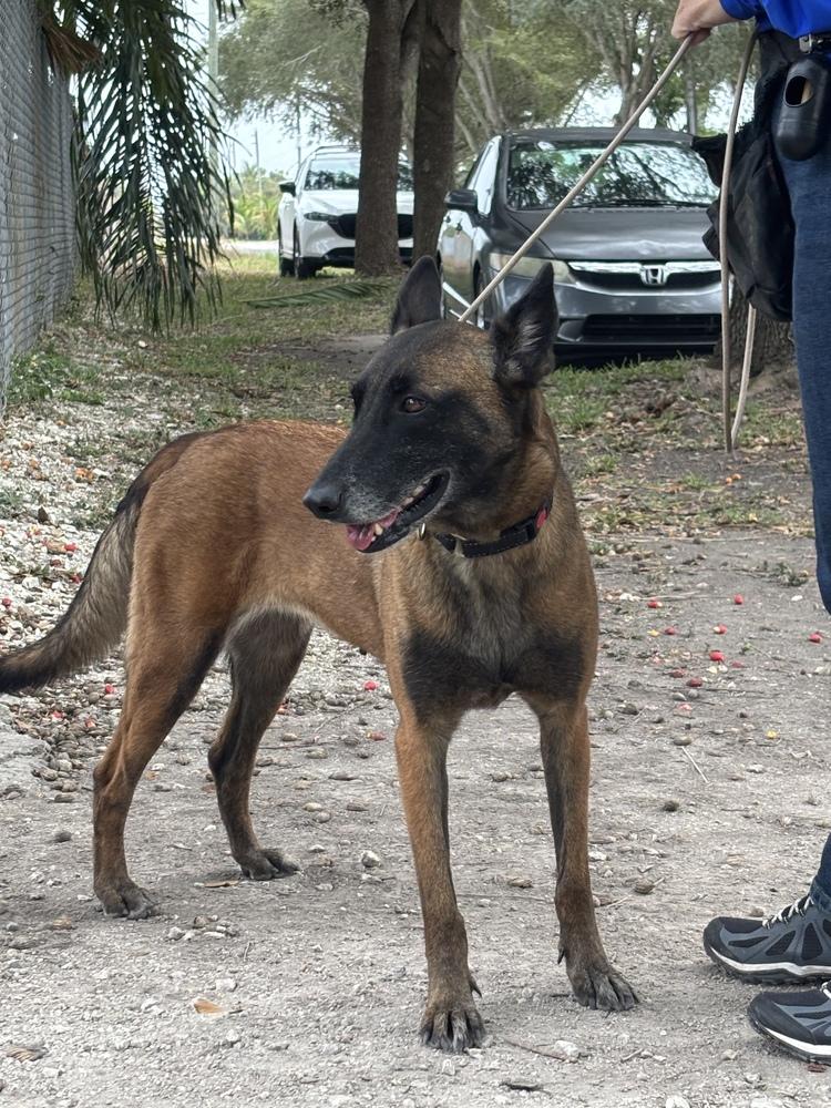 Berry - Located in Florida — thumbnail 3