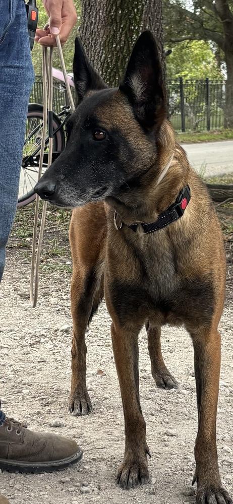 Berry - Located in Florida — thumbnail 5