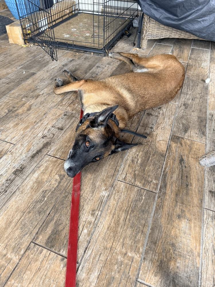 Berry - Located in Florida — thumbnail 6