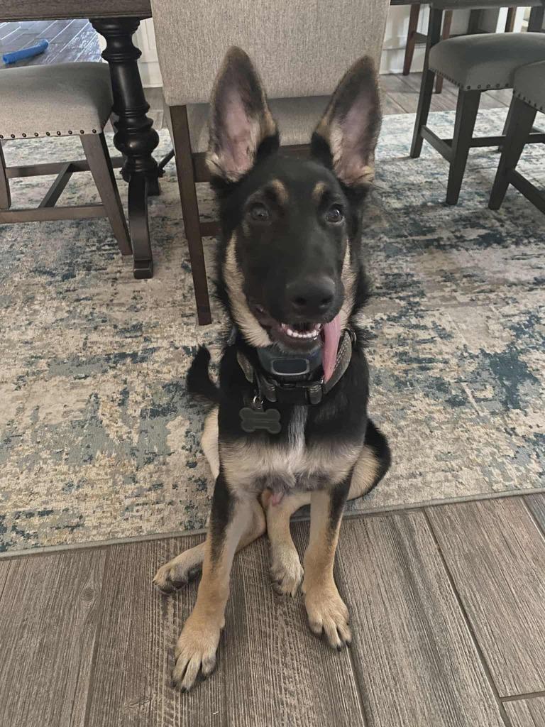 Magnum P.I., adoptable, Young Male German Shepherd Dog.