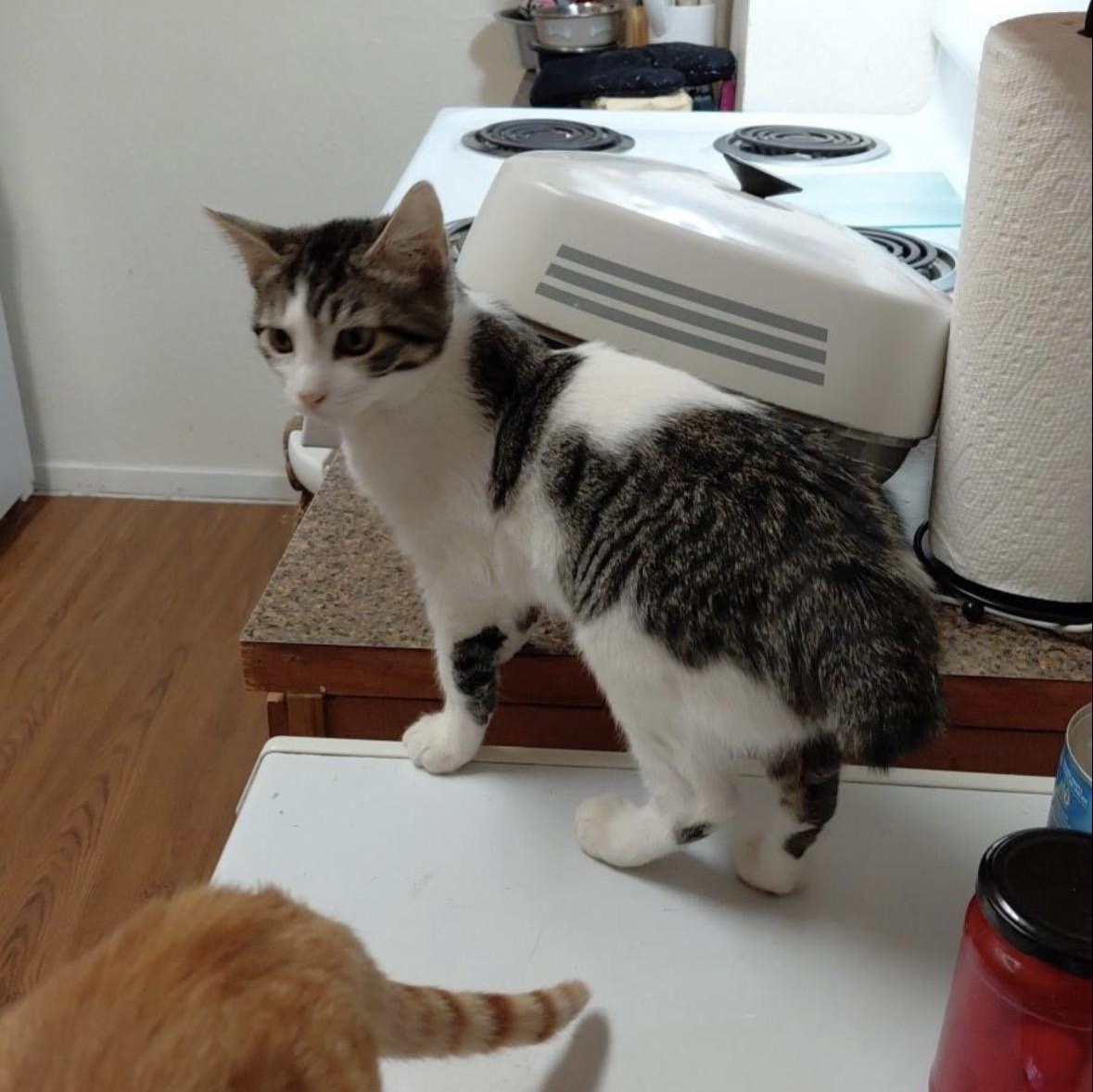 Enlarge Darla, an adopted Manx in Spring, TX image 3/6