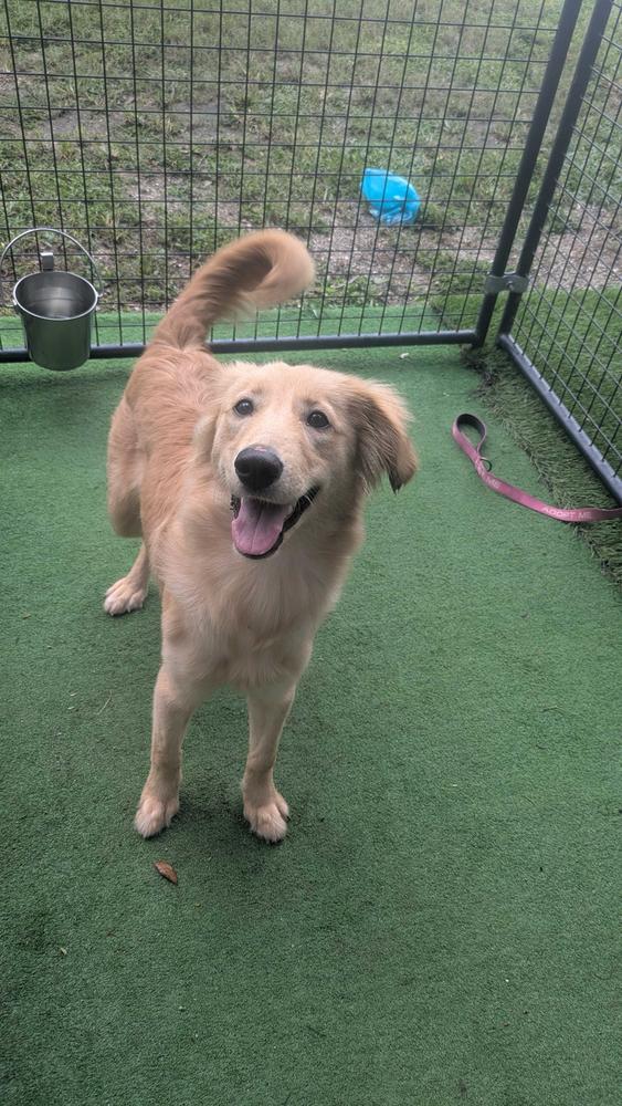 Enlarge Annie, a Adoptable mixed breed in Lakeland, FL image 1/6