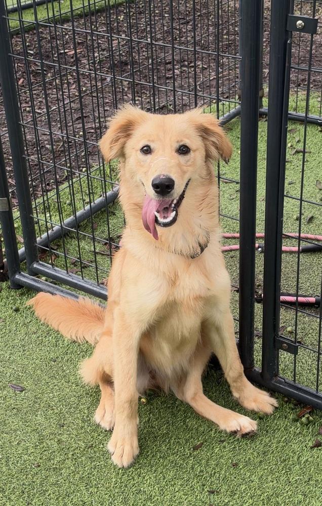 Enlarge Annie, a Adoptable mixed breed in Lakeland, FL image 2/6