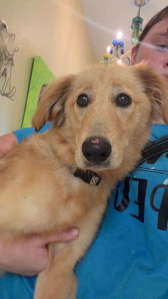 Enlarge Annie, a Adoptable mixed breed in Lakeland, FL image 3/6