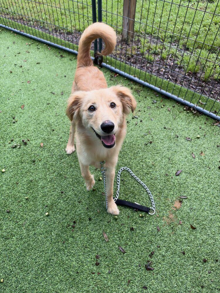 Enlarge Annie, a Adoptable mixed breed in Lakeland, FL image 5/6