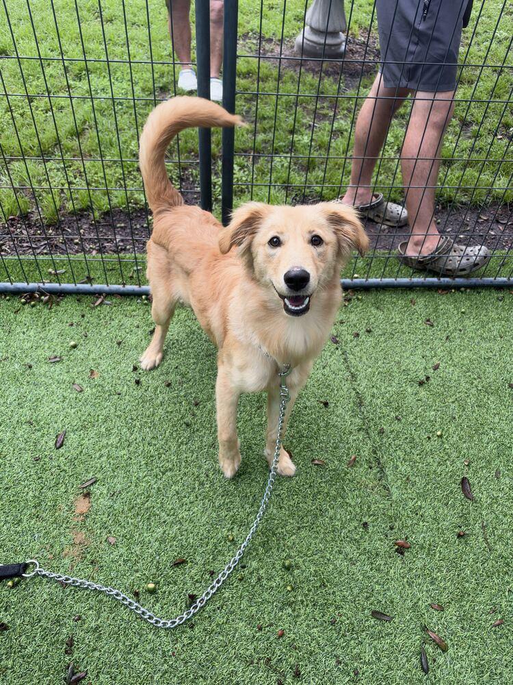 Enlarge Annie, a Adoptable mixed breed in Lakeland, FL image 6/6