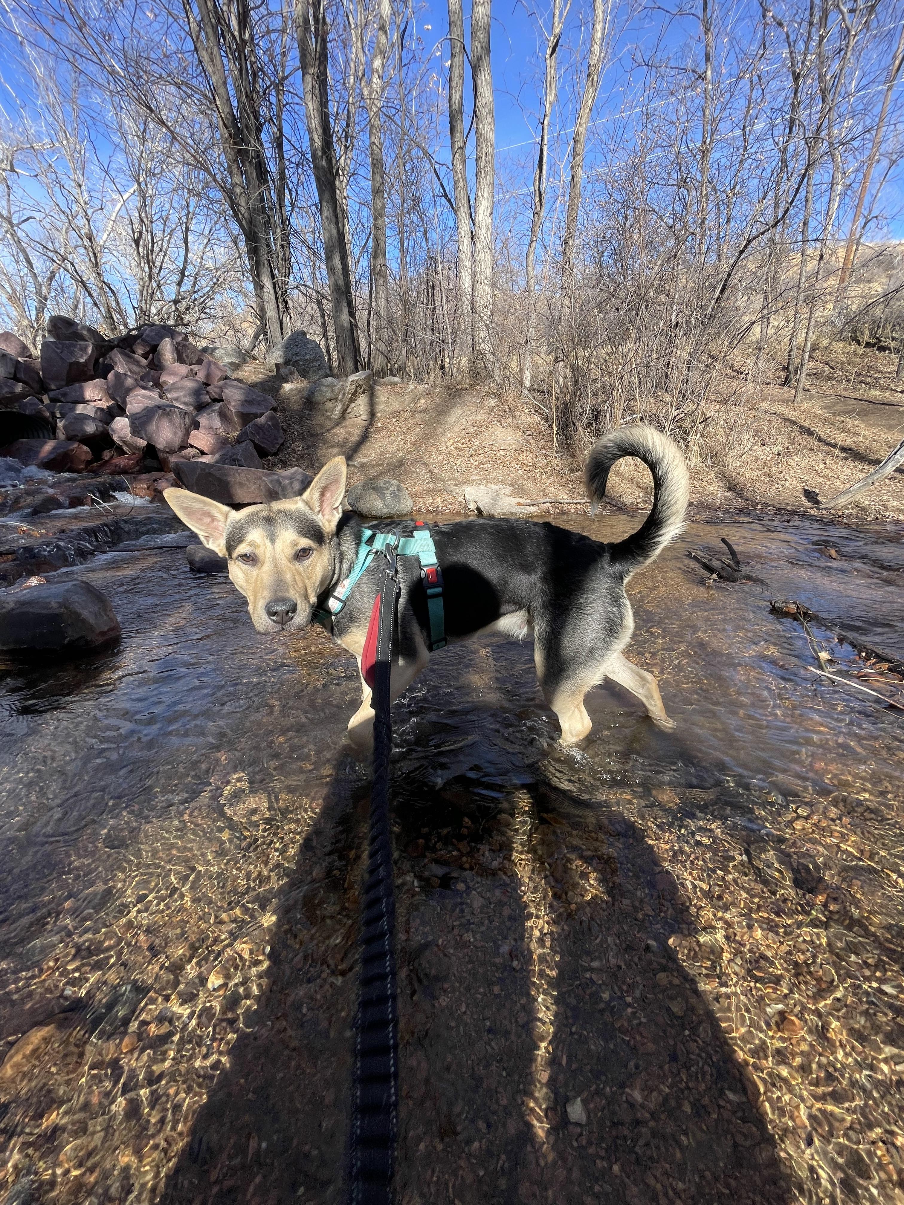 Enlarge Bella, a Adoptable mixed breed in Colorado Springs, CO image 5/5