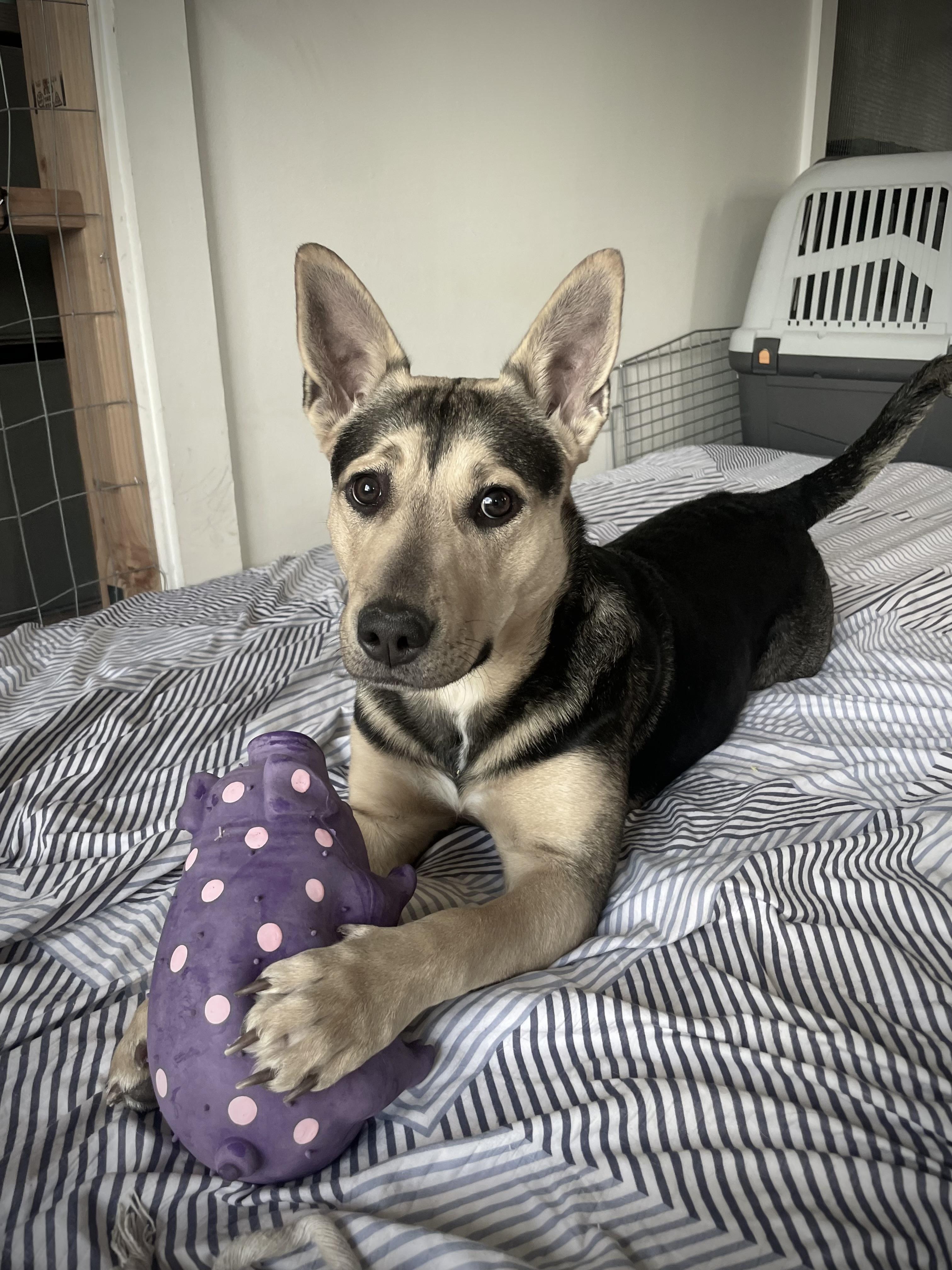 Enlarge Bella, a Adoptable mixed breed in Colorado Springs, CO image 1/5