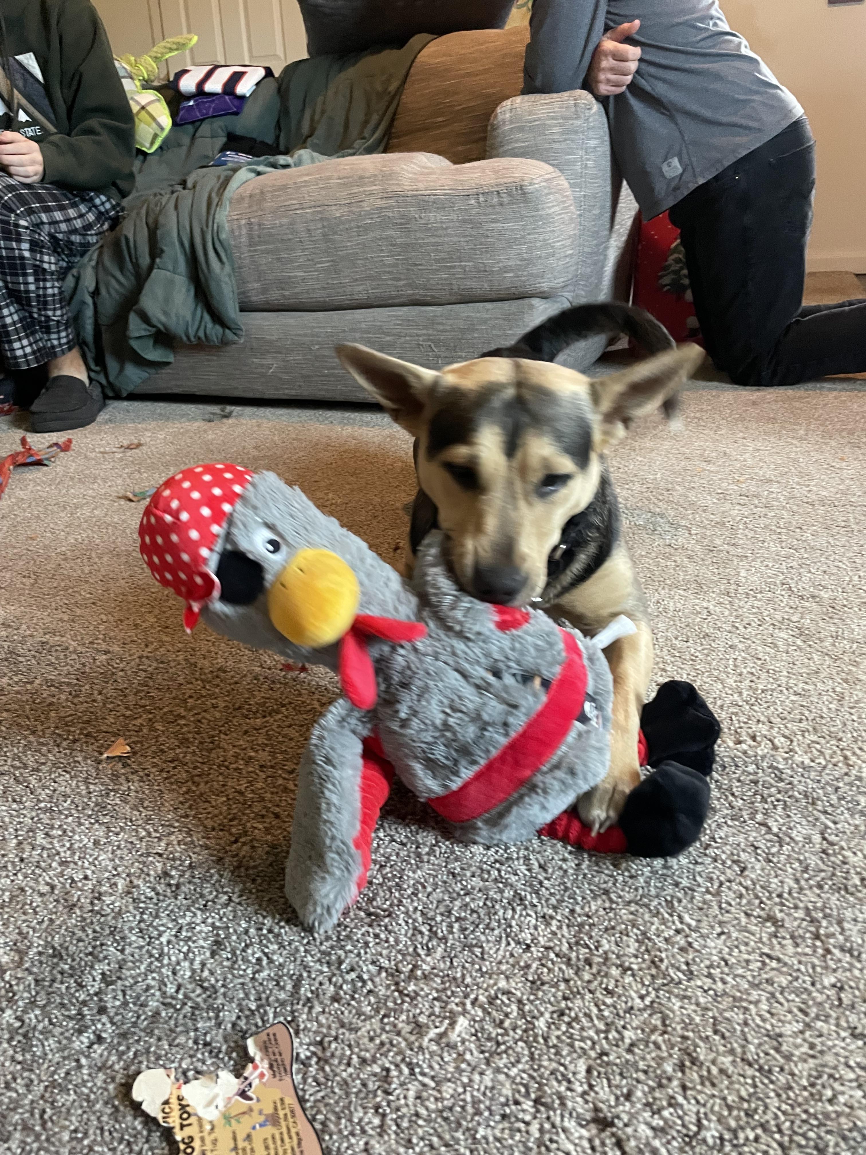 Enlarge Bella, a Adoptable mixed breed in Colorado Springs, CO image 4/5