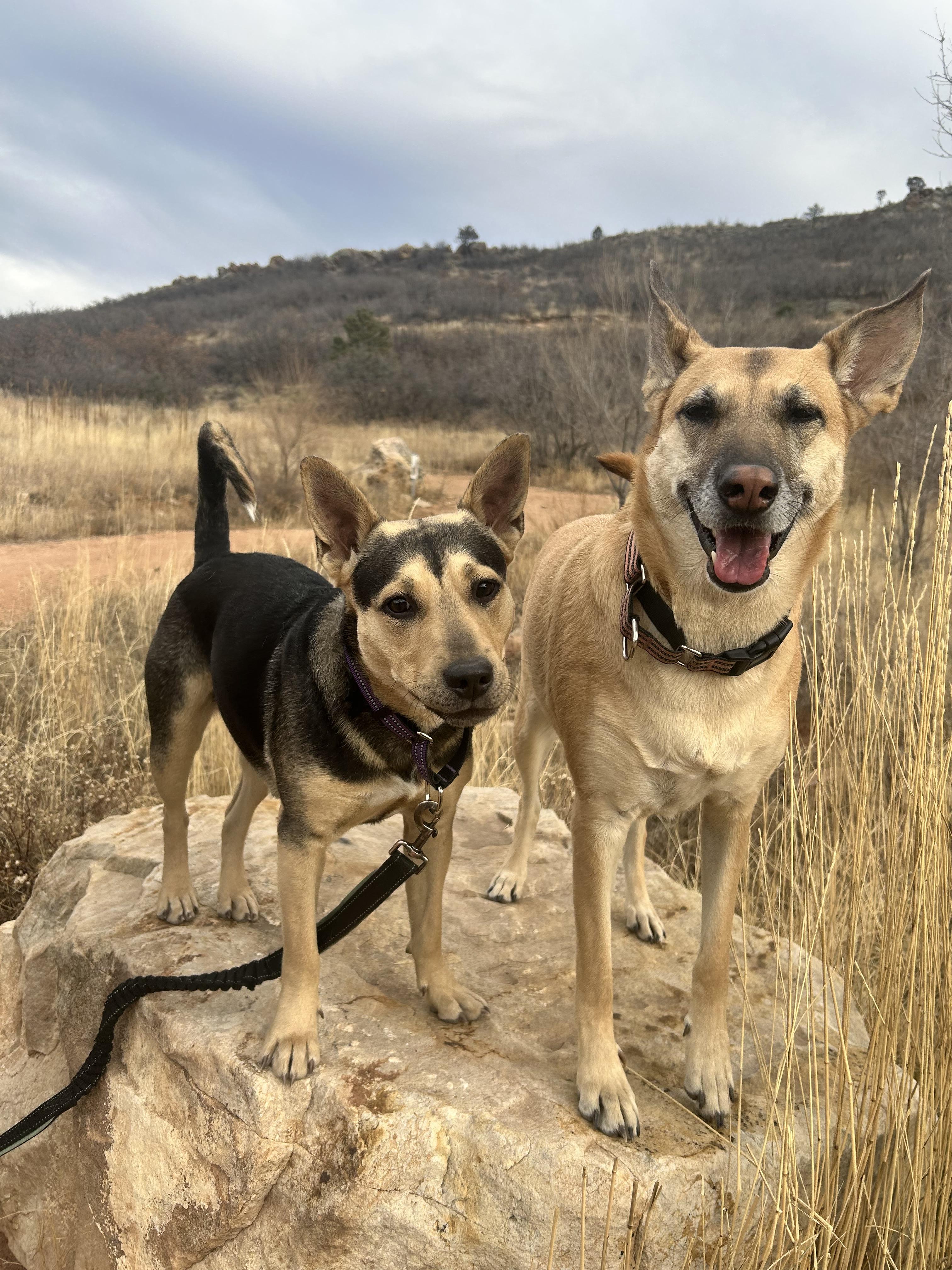 Enlarge Bella, a Adoptable mixed breed in Colorado Springs, CO image 3/5