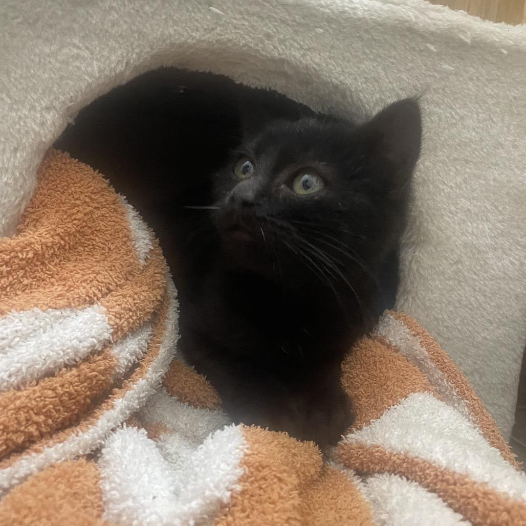 Jojo Rabbit, a Adoptable Domestic Short Hair in Columbia, MO image 1/6