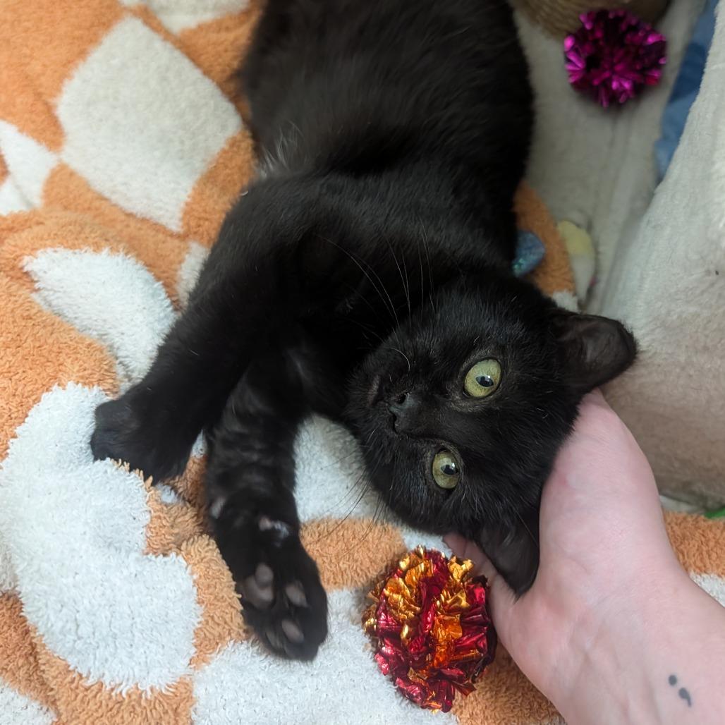 Jojo Rabbit, a Adoptable Domestic Short Hair in Columbia, MO image 2/6