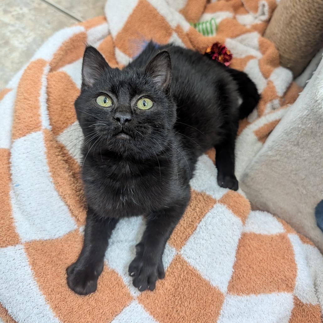 Jojo Rabbit, a Adoptable Domestic Short Hair in Columbia, MO image 3/6