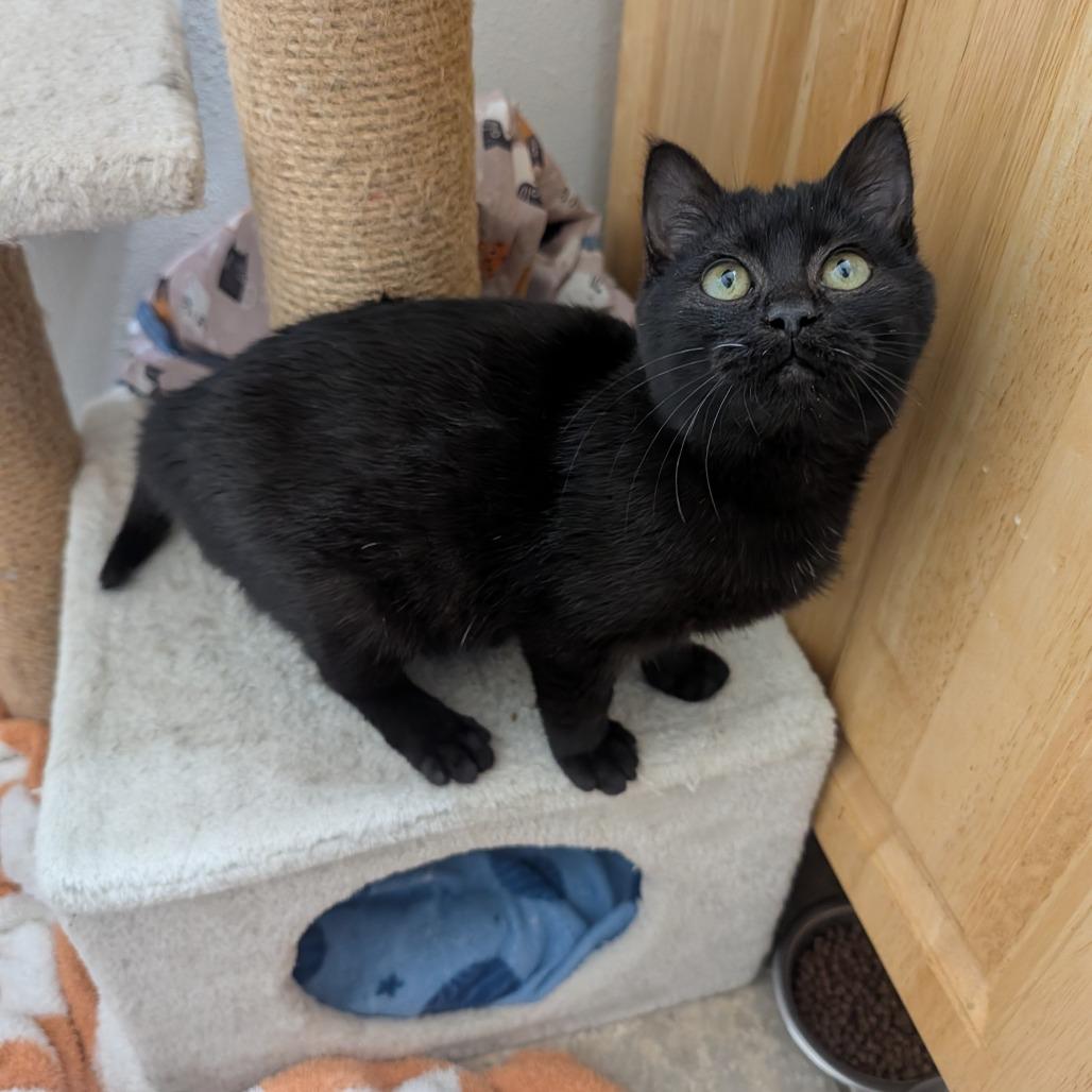 Jojo Rabbit, a Adoptable Domestic Short Hair in Columbia, MO image 4/6