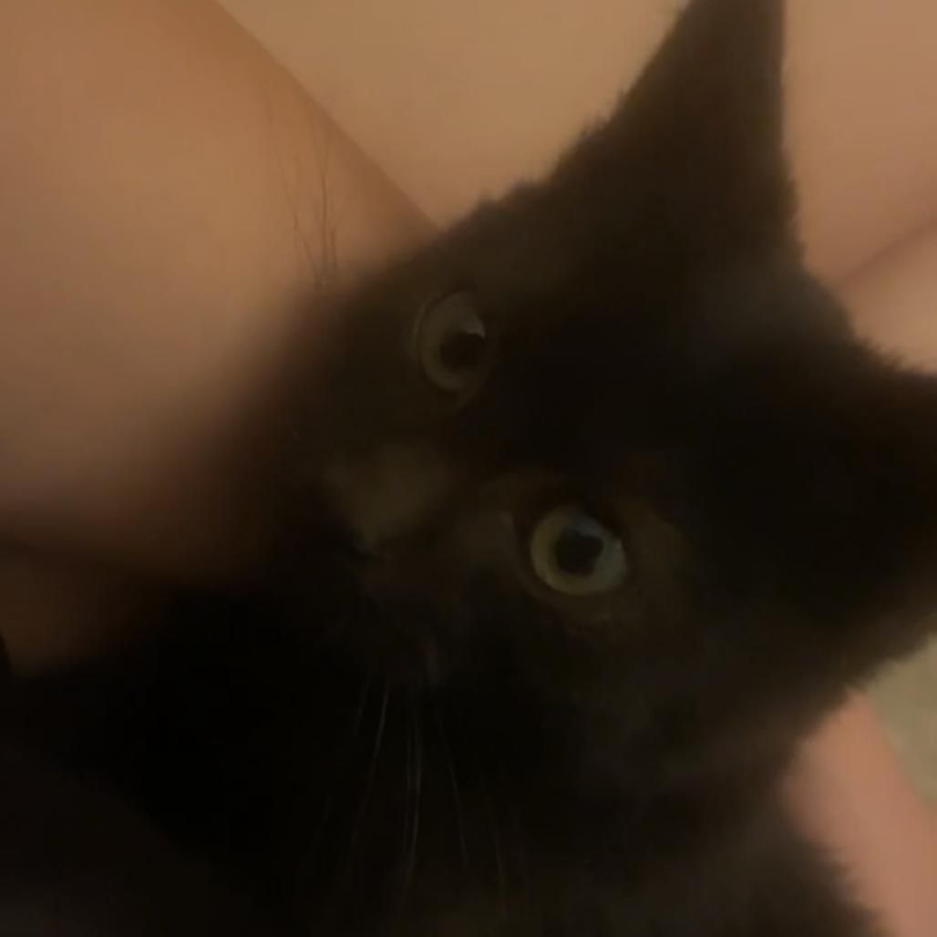 Jojo Rabbit, a Adoptable Domestic Short Hair in Columbia, MO image 5/6